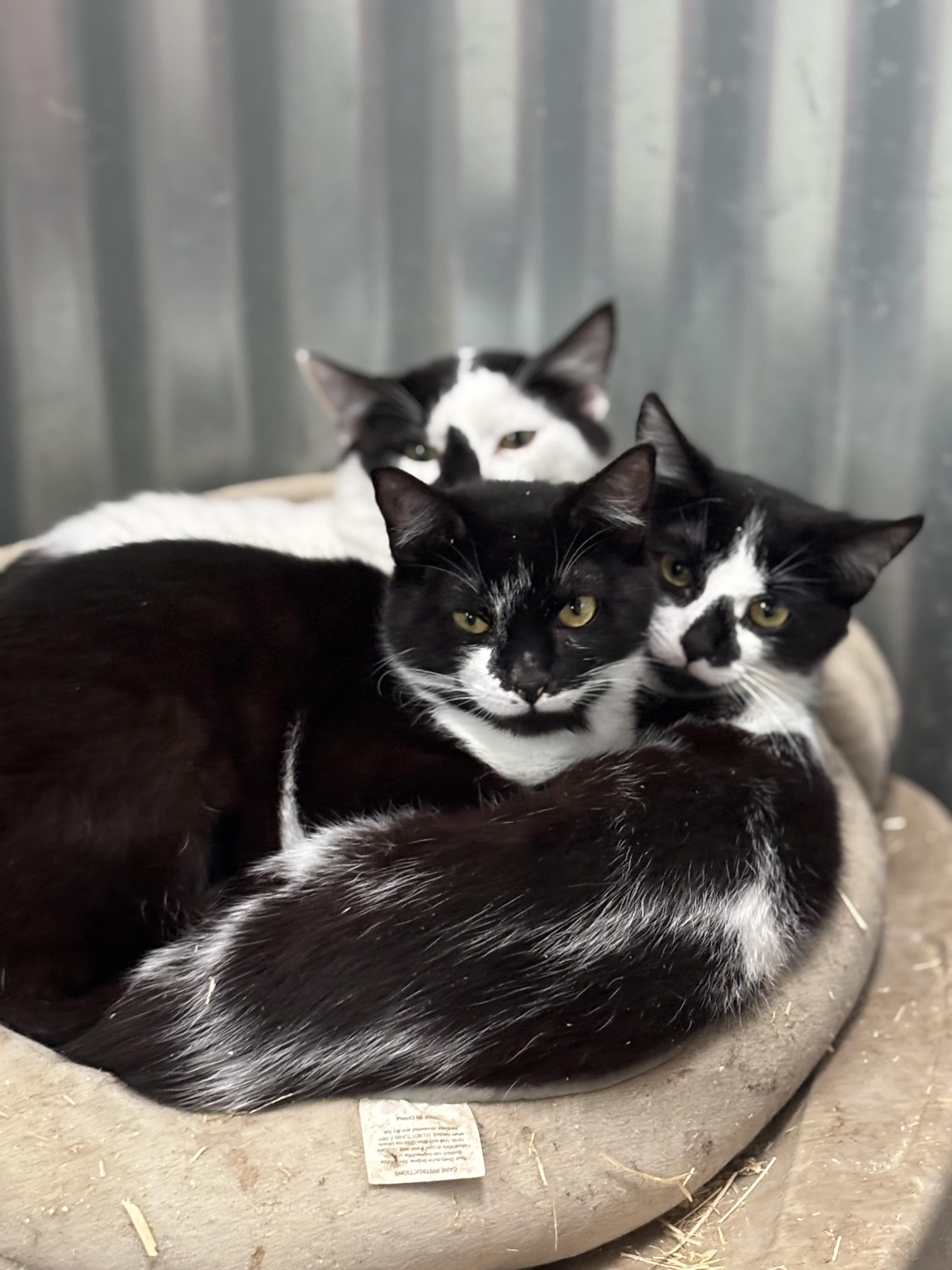 Cindy Loo, an adoptable Tuxedo in San Diego, CA image 5/6