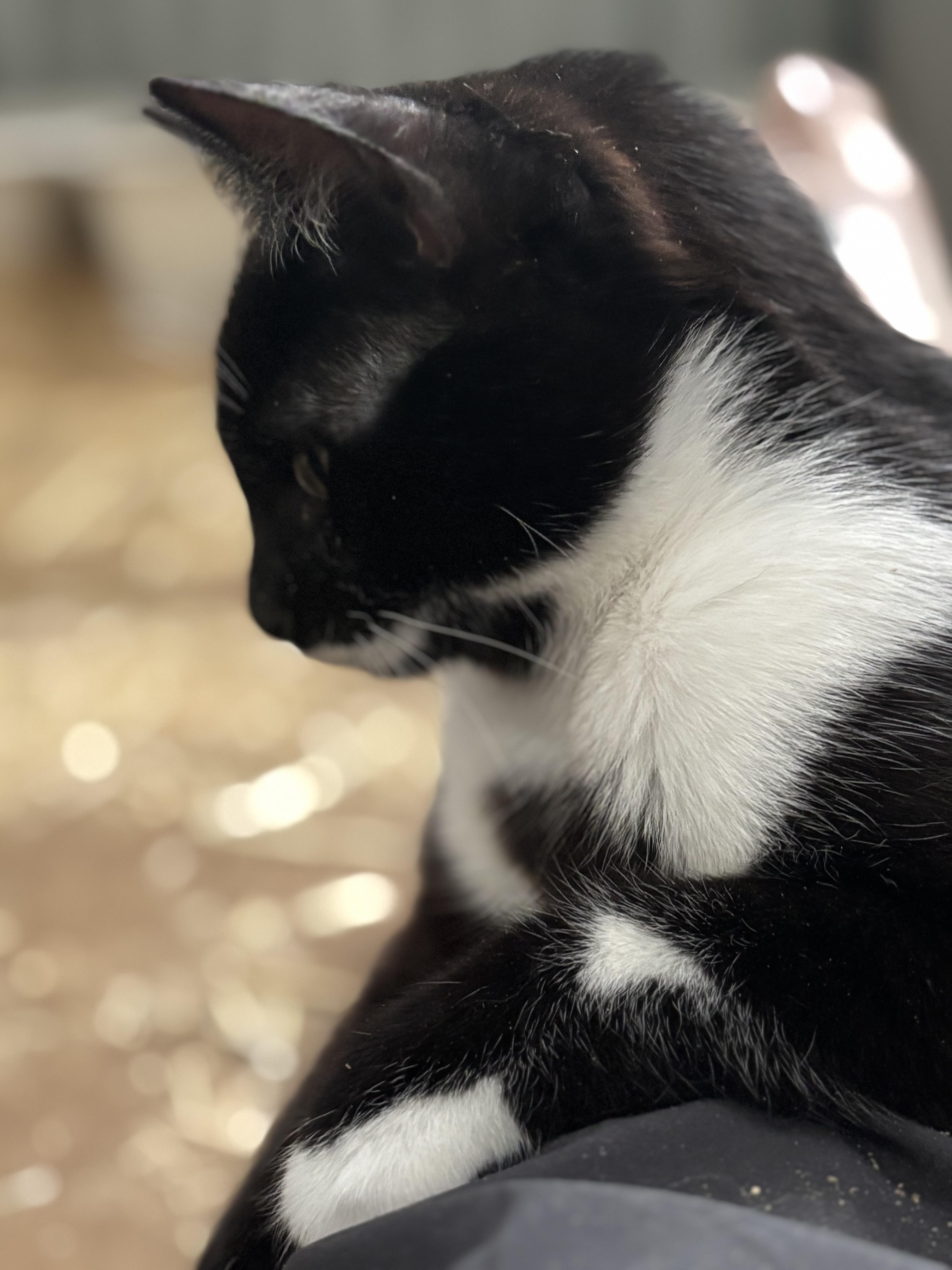 Cindy Loo, an adoptable Tuxedo in San Diego, CA image 4/6