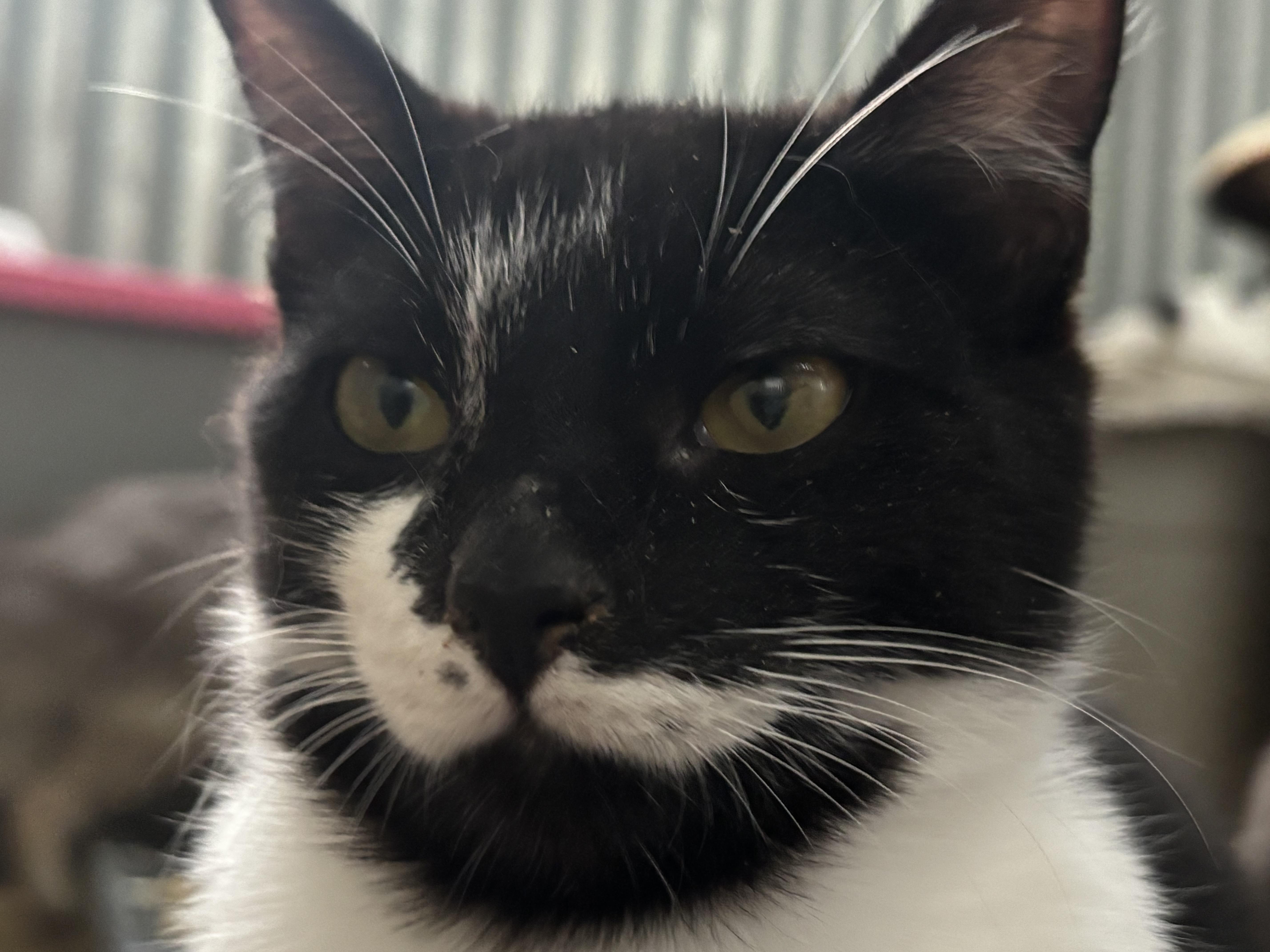 Cindy Loo, an adoptable Tuxedo in San Diego, CA image 2/6