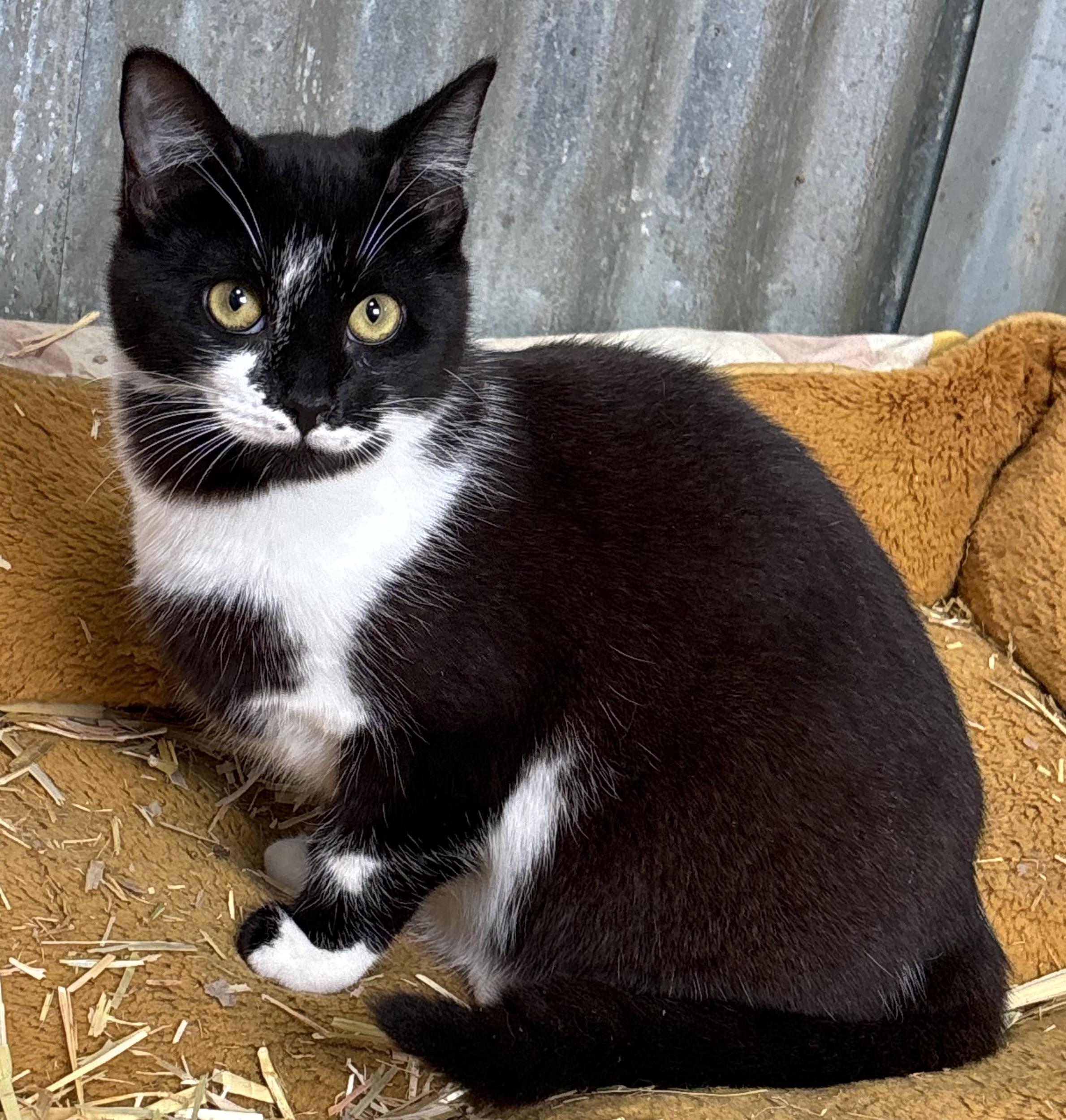 Enlarge Bob, an adoptable Tuxedo in San Diego, CA image 1/4