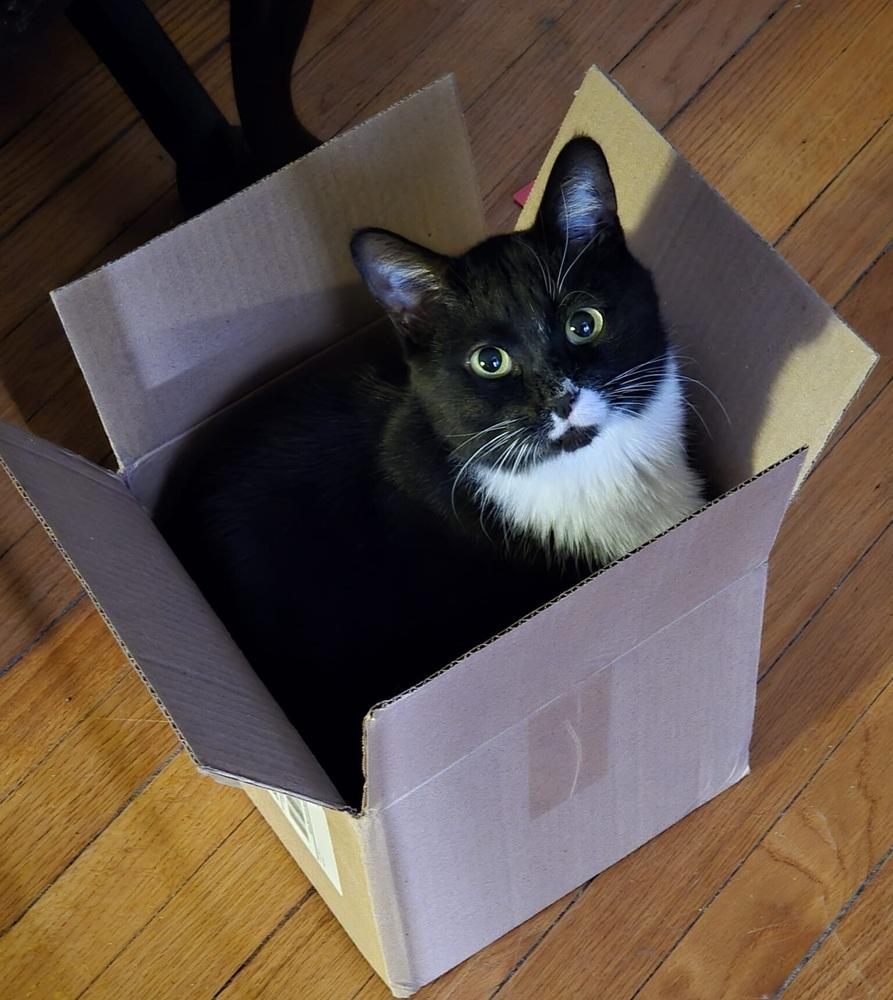 Oreo, Adoptable, Adult Male Domestic Short Hair.
