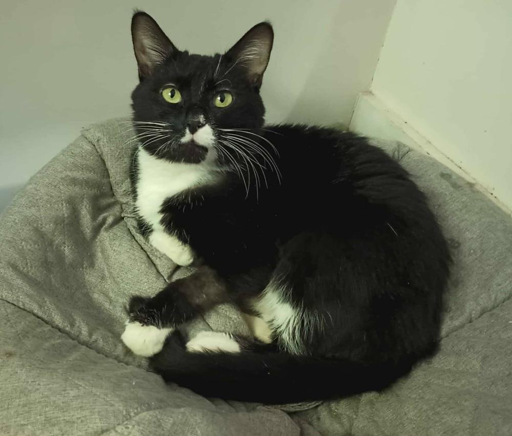 Oreo, a Adoptable Domestic Short Hair in Homer Glen, IL image 2/4