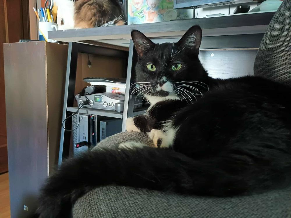 Oreo, a Adoptable Domestic Short Hair in Homer Glen, IL image 3/4