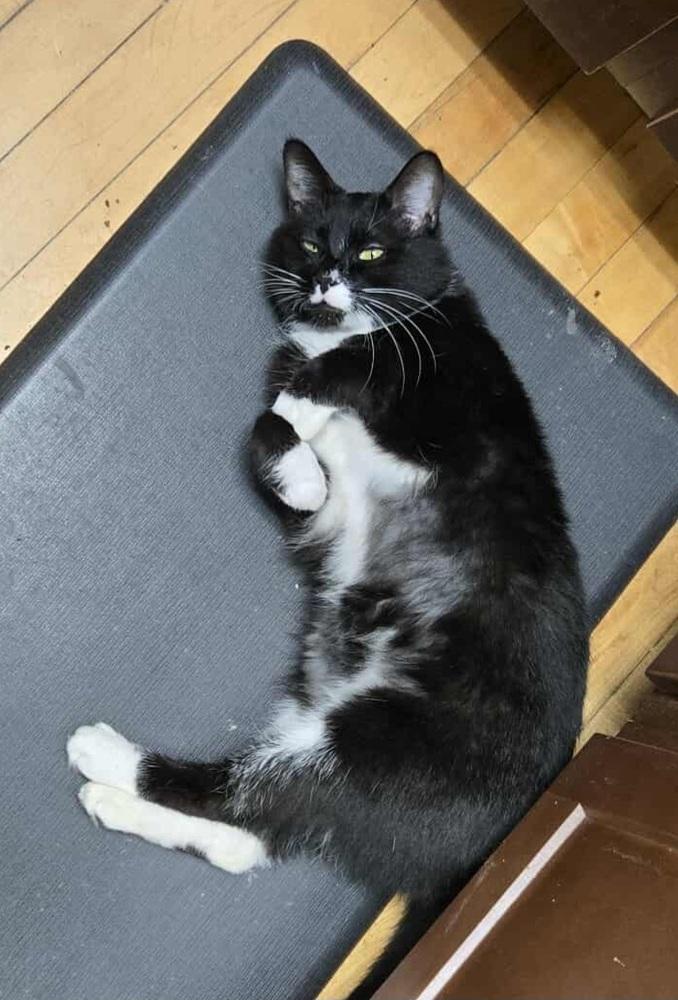 Oreo, a Adoptable Domestic Short Hair in Homer Glen, IL image 4/4