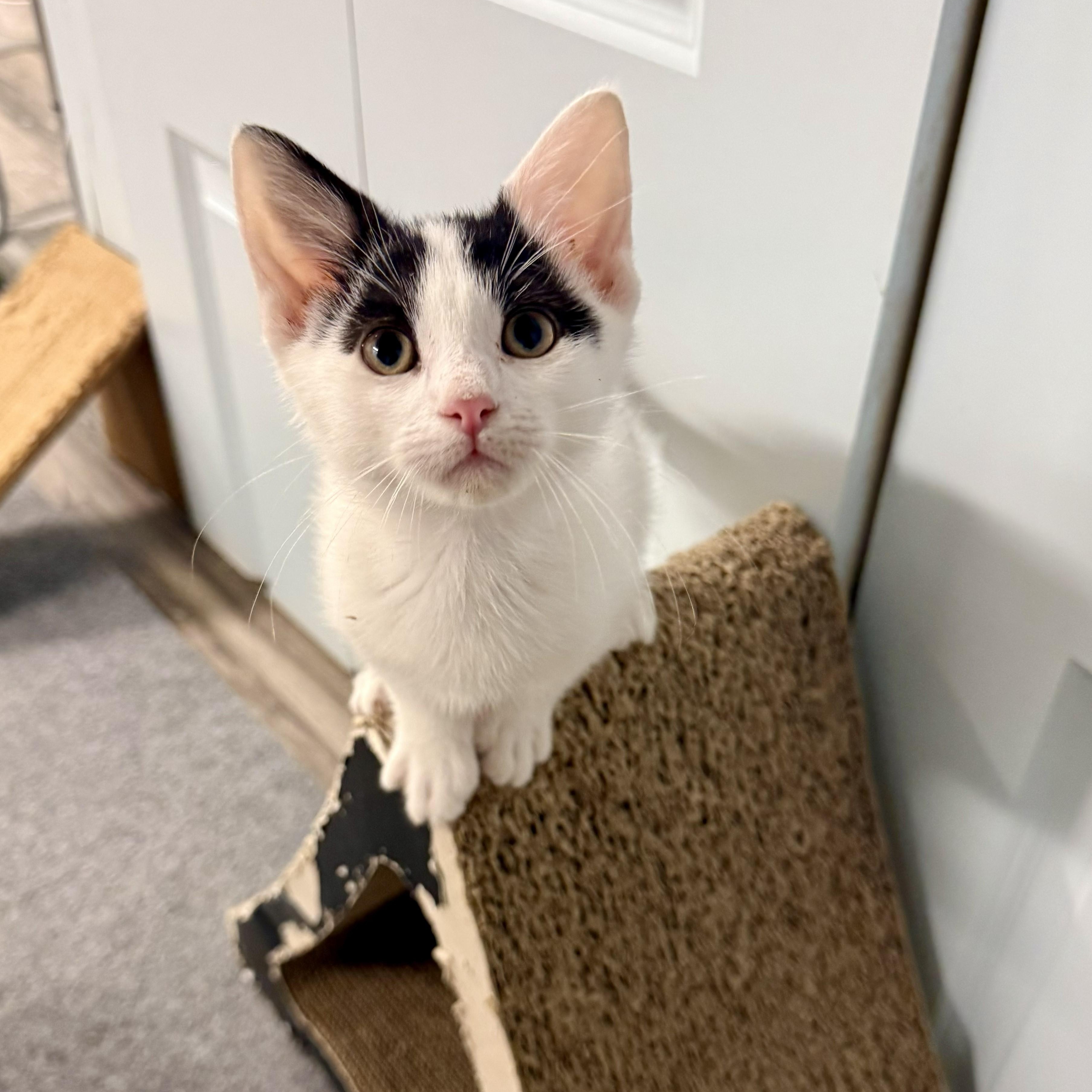 Spud, ADOPTABLE, Kitten Male Domestic Short Hair.