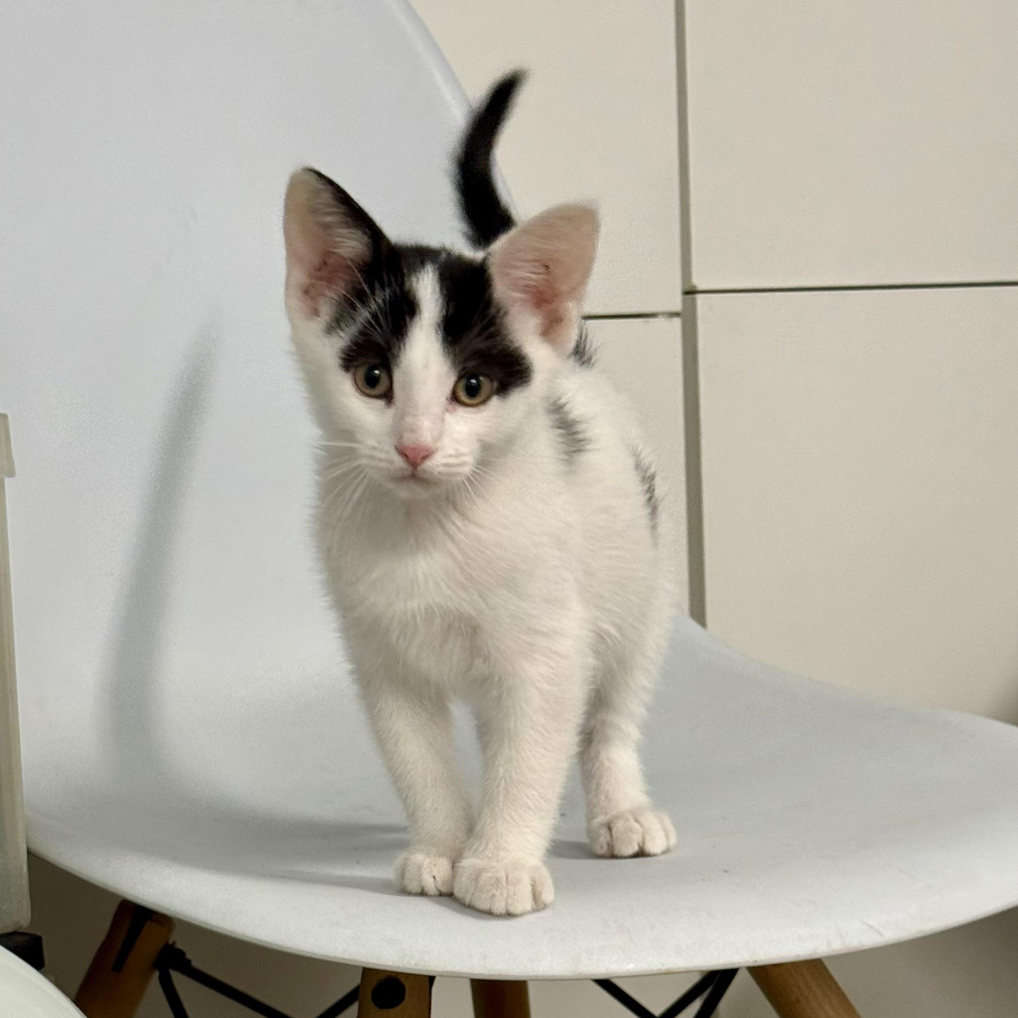 Enlarge Spud, a ADOPTABLE Domestic Short Hair in Chicago, IL image 4/4