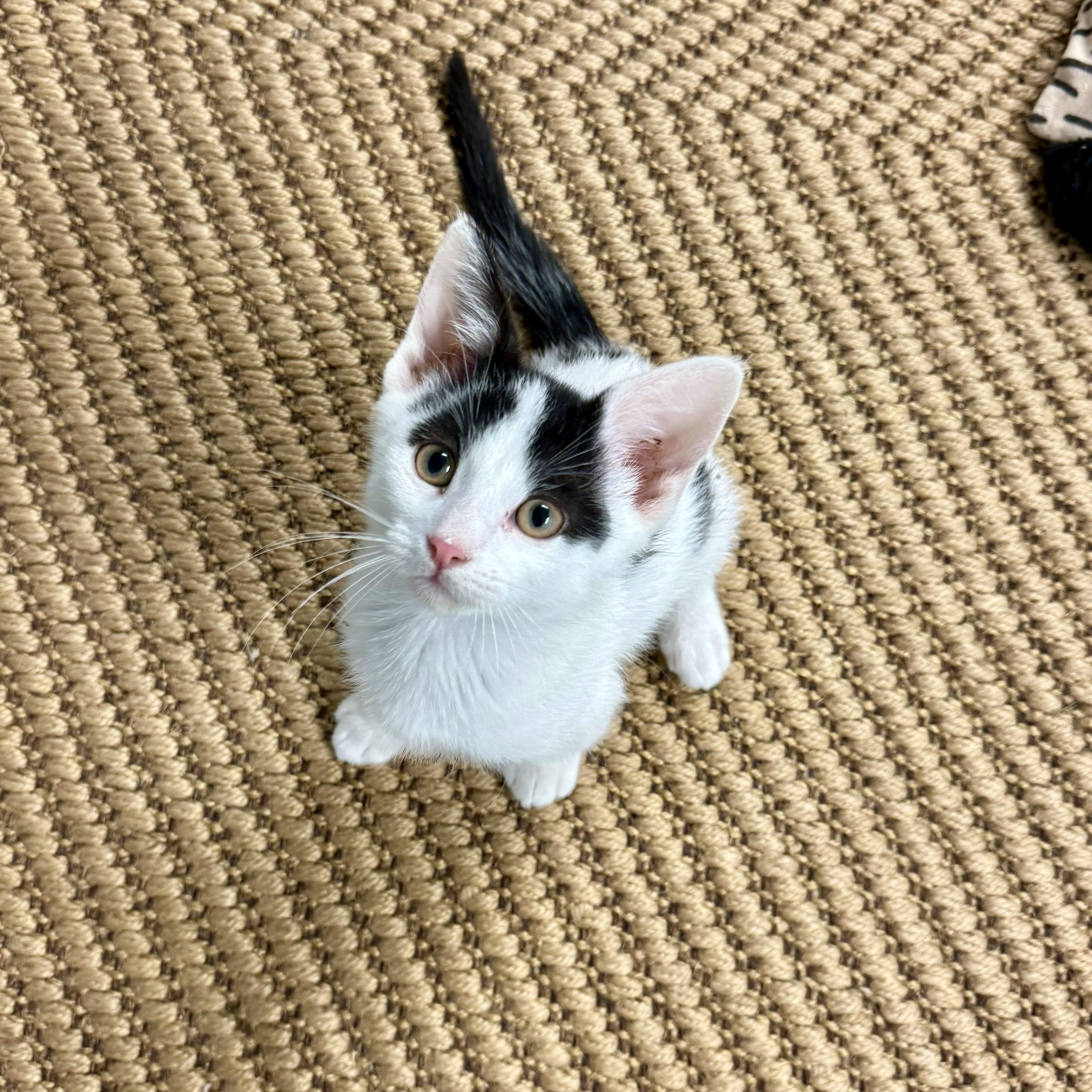 Enlarge Spud, a ADOPTABLE Domestic Short Hair in Chicago, IL image 3/4