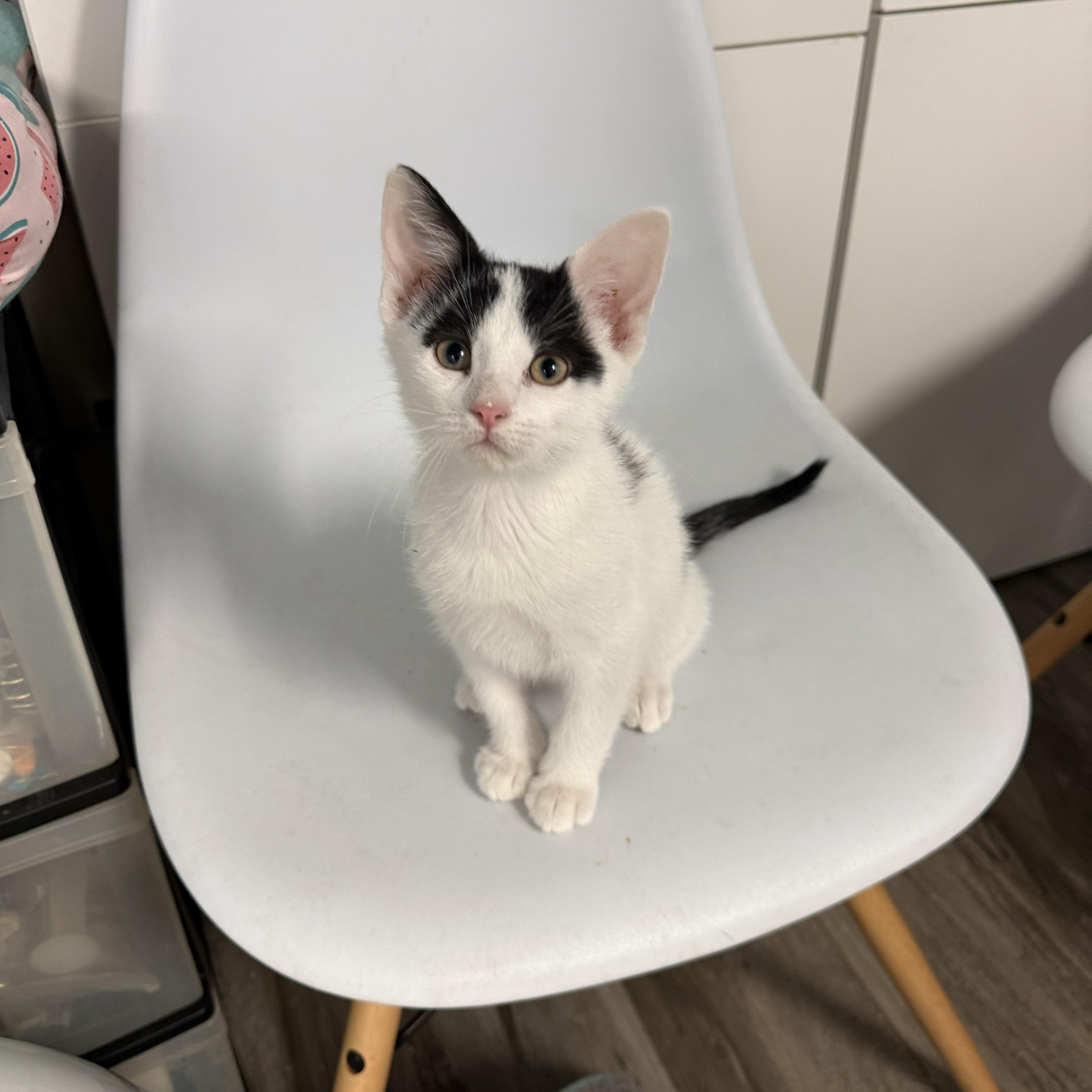 Enlarge Spud, a ADOPTABLE Domestic Short Hair in Chicago, IL image 2/4