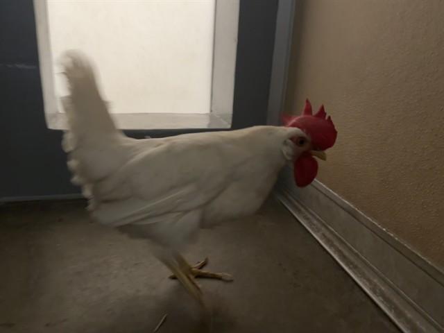 Enlarge MRS. CLUCK, a Adoptable Chicken in Santa Monica, CA image 1/1