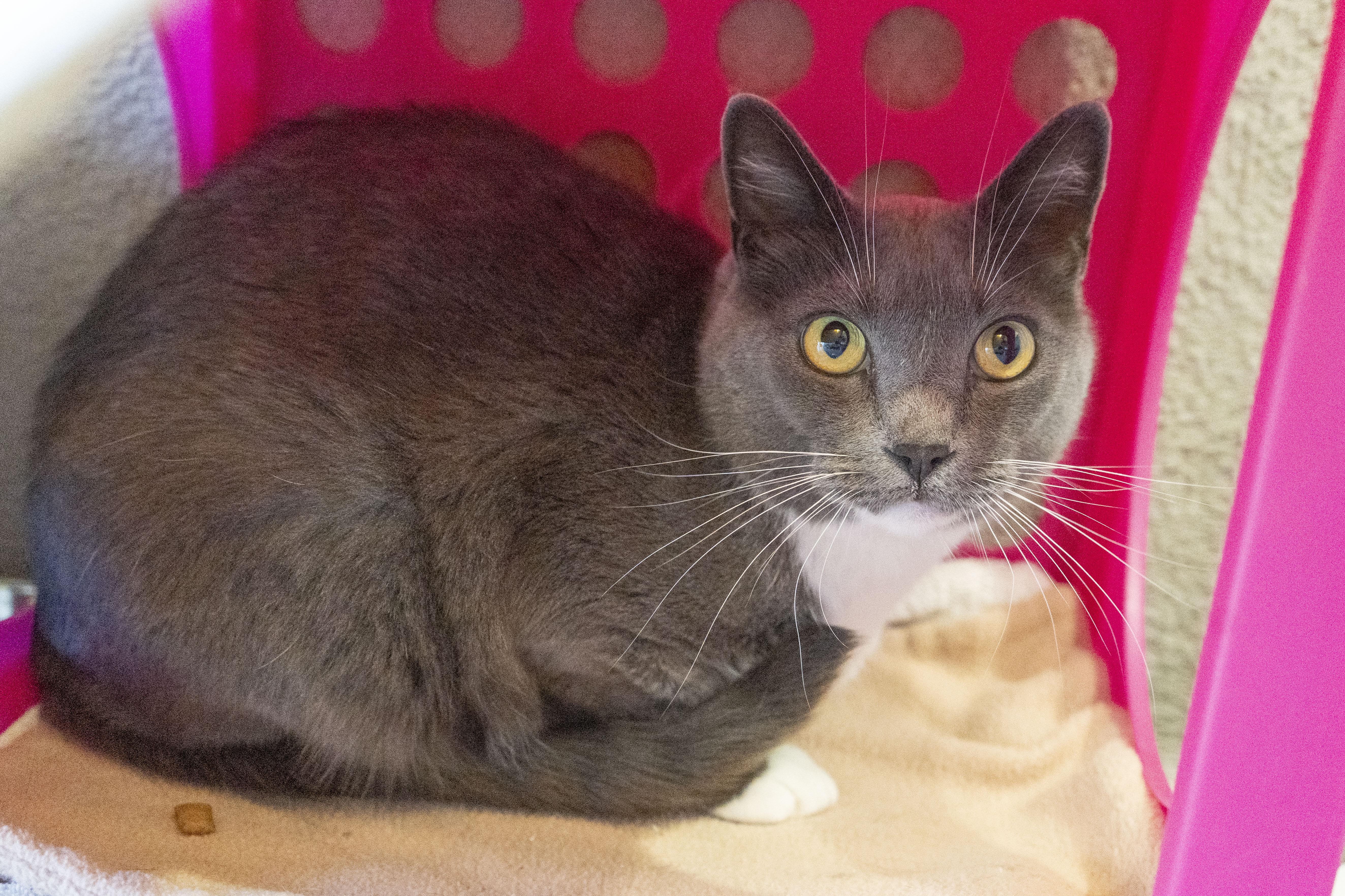 Grey, an adoptable Domestic Short Hair in Boise, ID, 83709 | Photo Image 3
