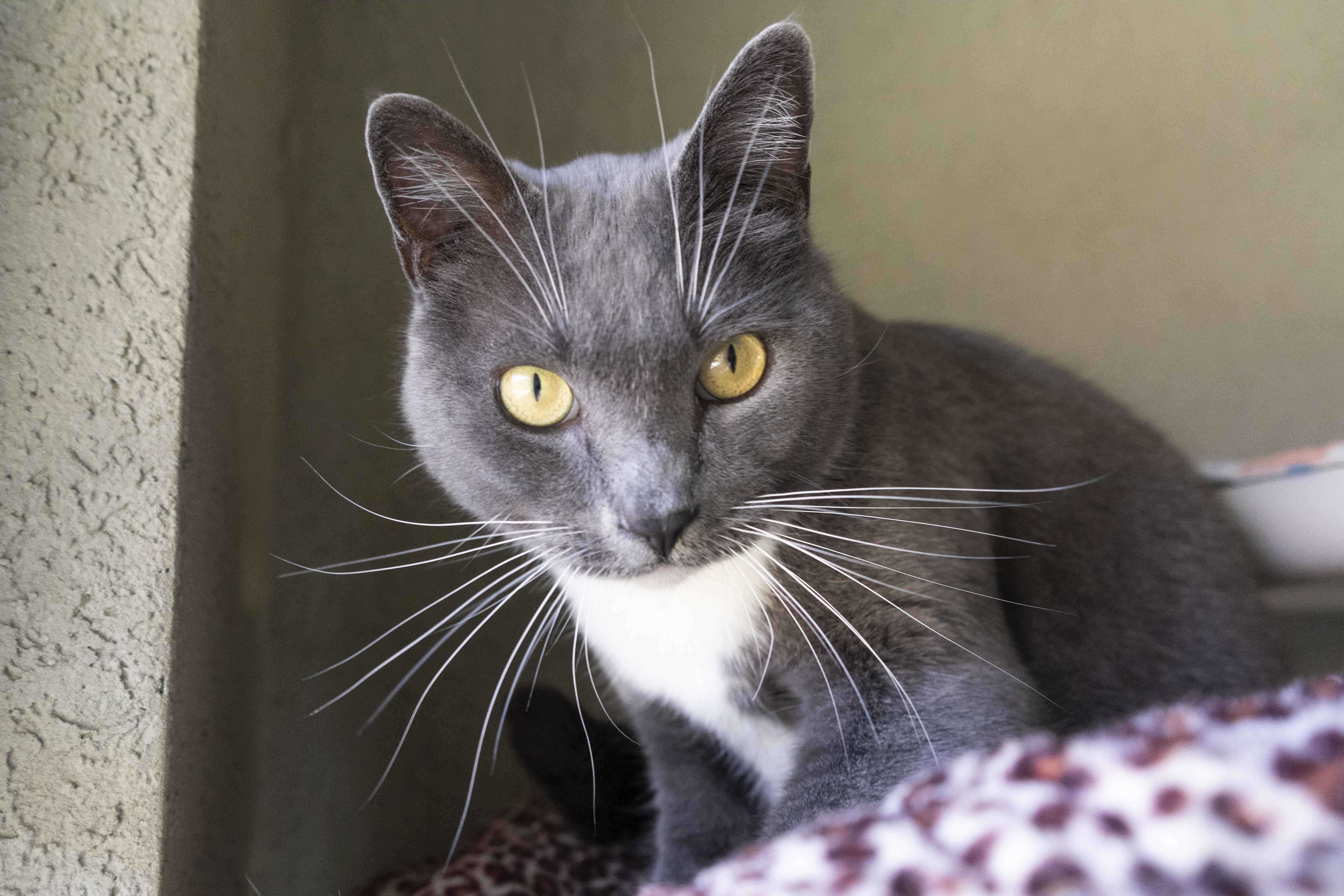 Grey, Adoptable, Senior Male Domestic Short Hair.