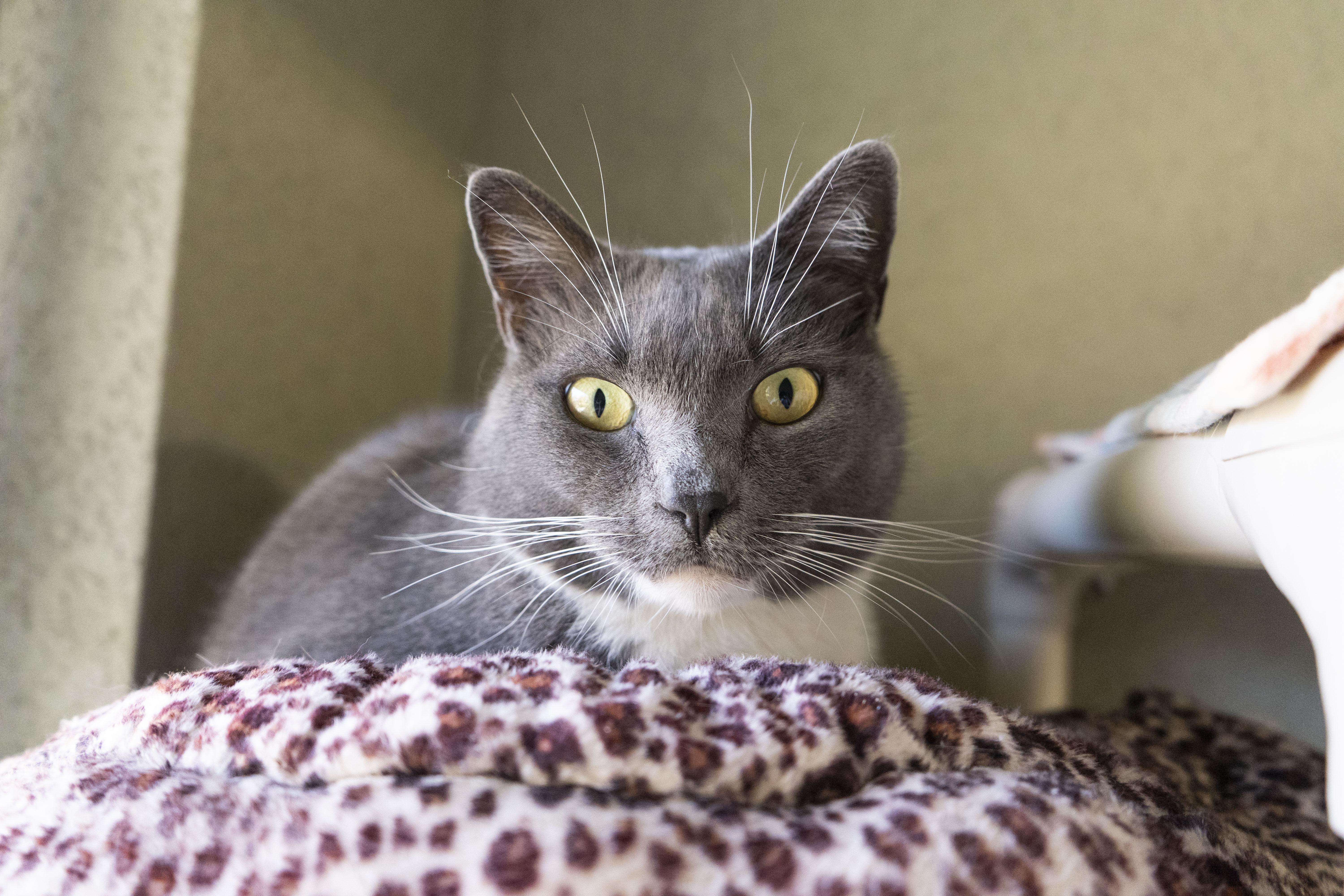 Grey, a Adoptable Domestic Short Hair image 2/6