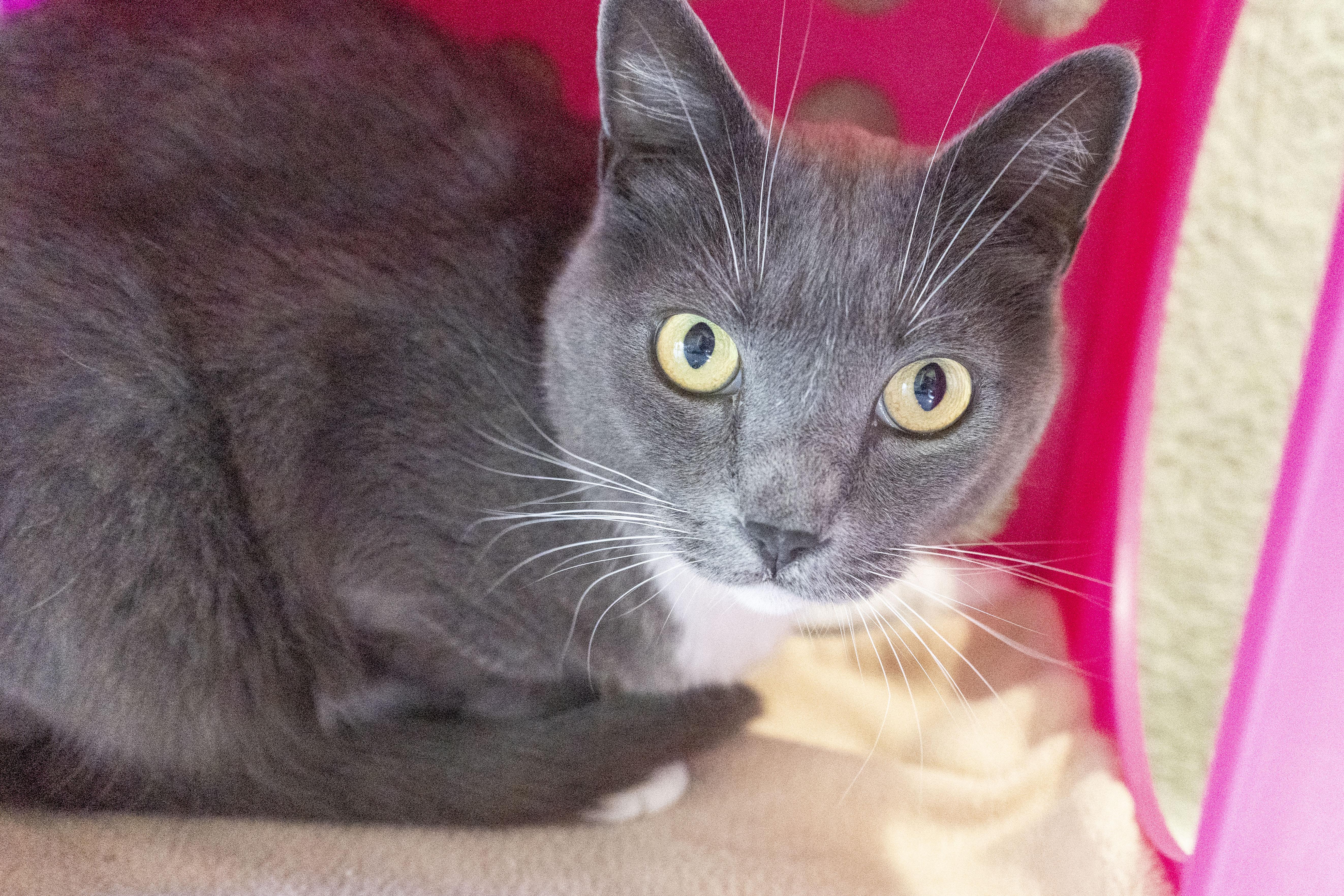 Grey, an adoptable Domestic Short Hair in Boise, ID, 83709 | Photo Image 2