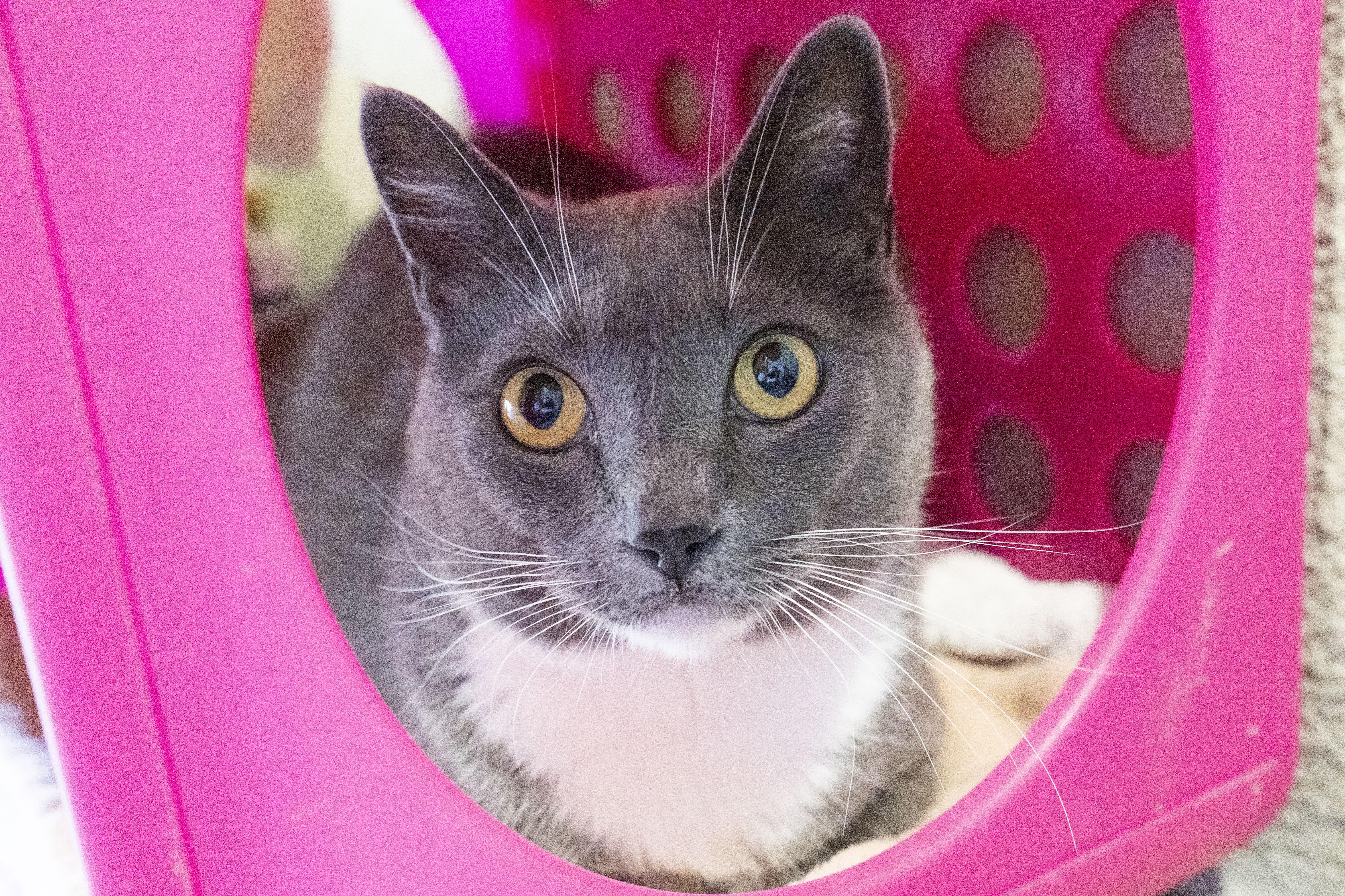 Grey, an adoptable Domestic Short Hair in Boise, ID, 83709 | Photo Image 4