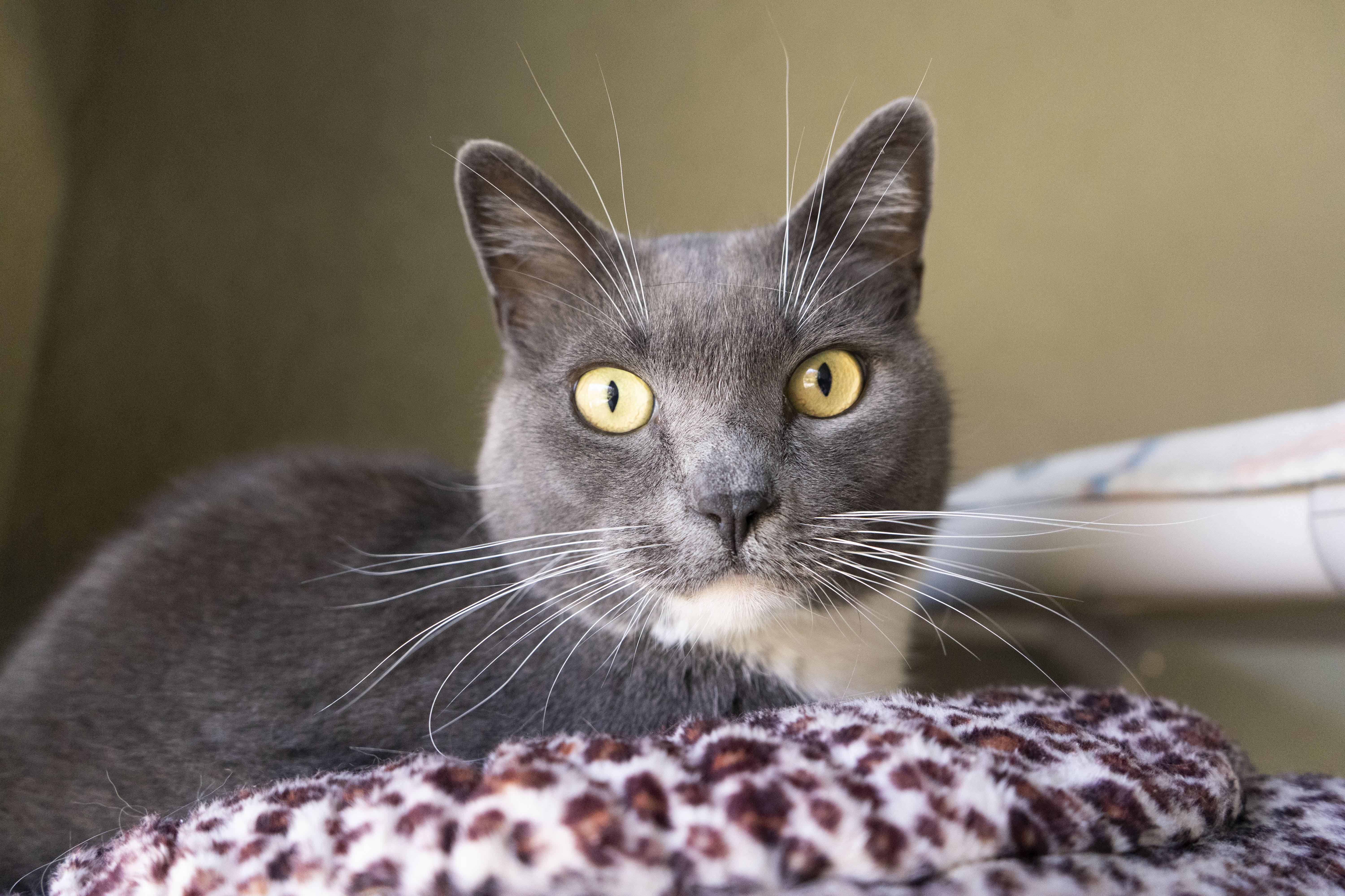 Grey, a Adoptable Domestic Short Hair image 3/6