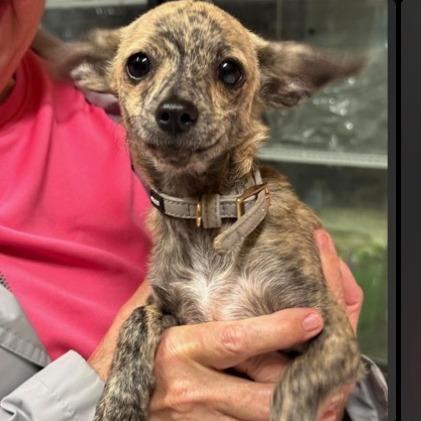 Woody Available 10/23_6, Adoptable, Puppy Male Chihuahua.