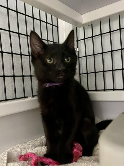 Bettina, Adoptable, Kitten Female Domestic Short Hair & Domestic Short Hair.