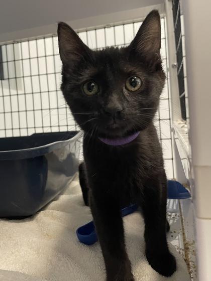 Enlarge Bettina, a Adoptable mixed breed in Madison, WI image 3/3
