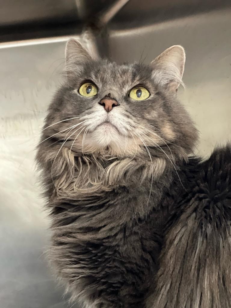 SAMMY, Adoptable, Senior Male Domestic Short Hair.