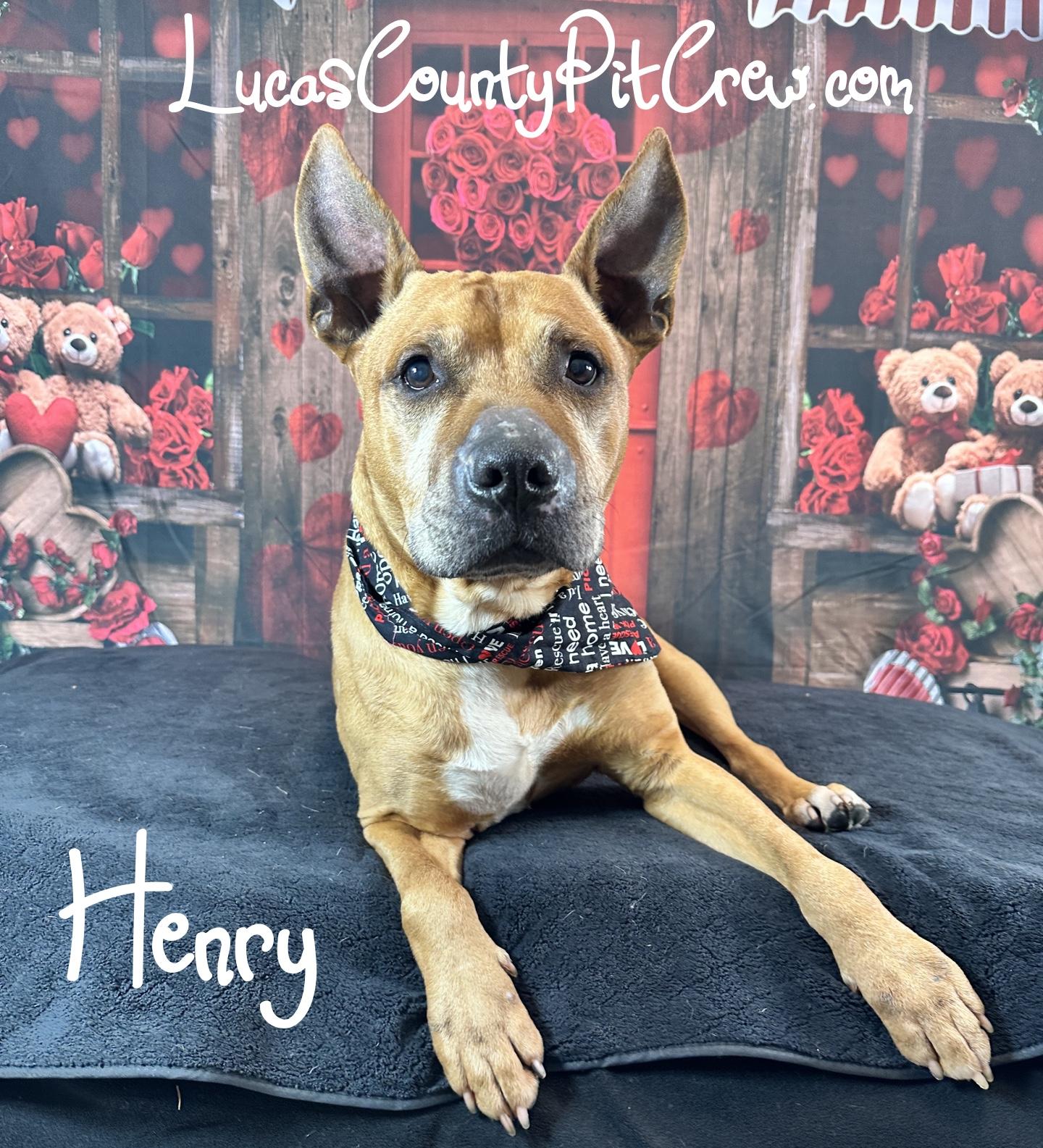 Henry, Senior Male Labrador Retriever