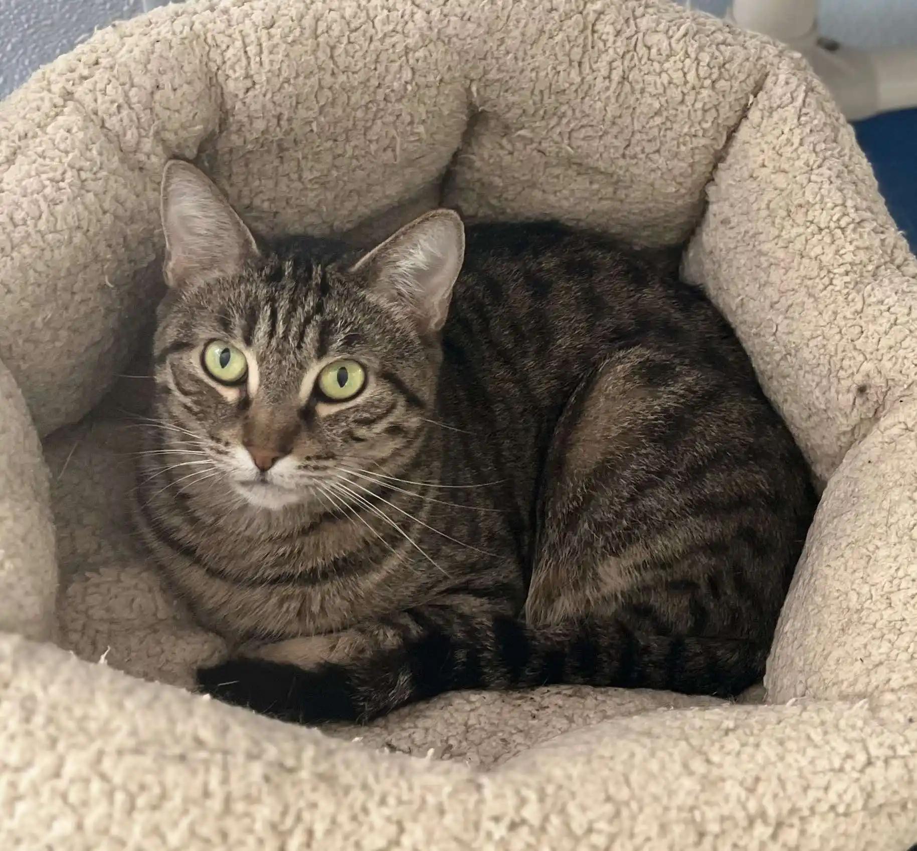 Cleopatra, Adoptable, Young Female Domestic Short Hair.