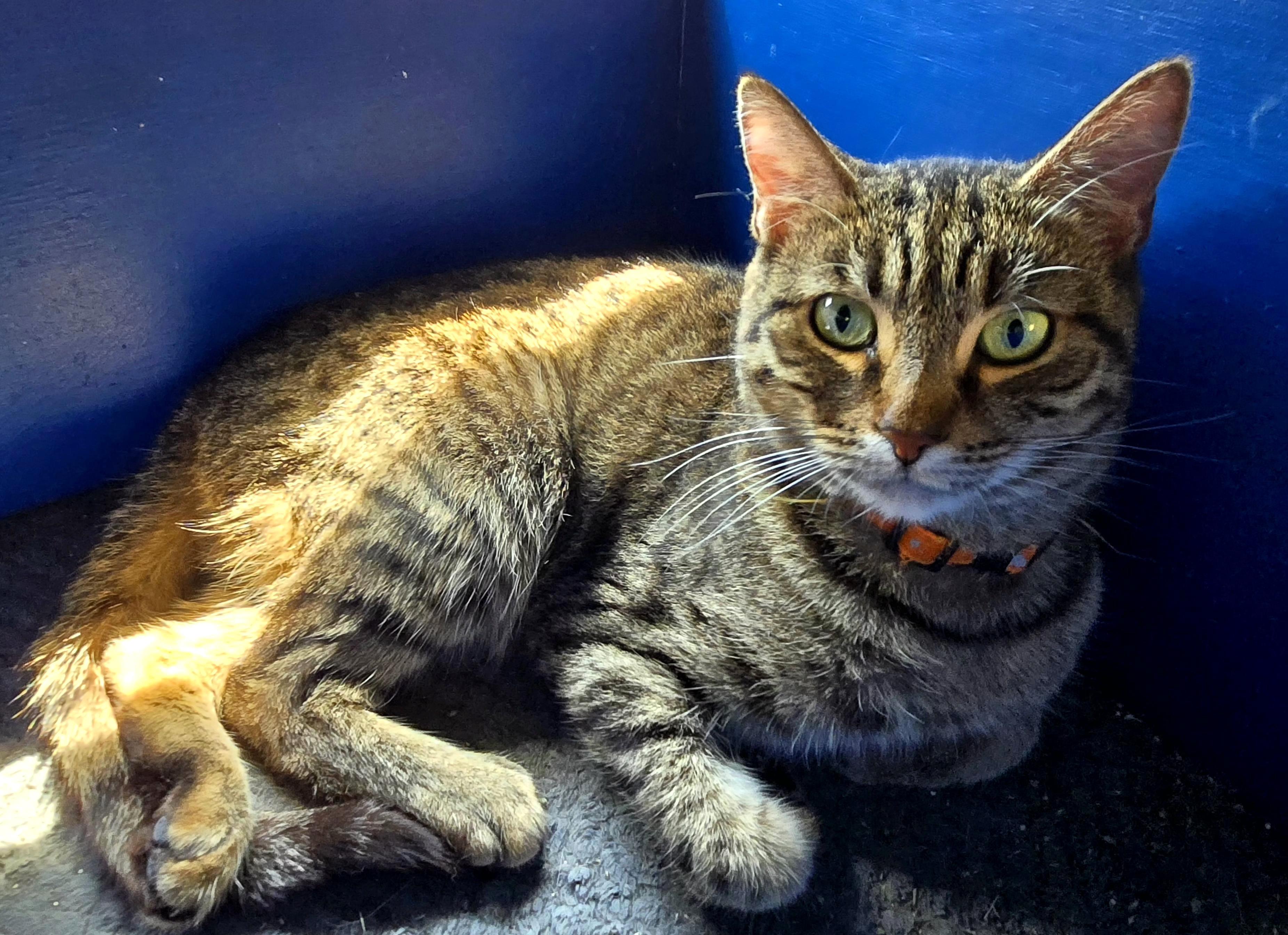 Cleopatra, Adoptable, Young Female Domestic Short Hair.