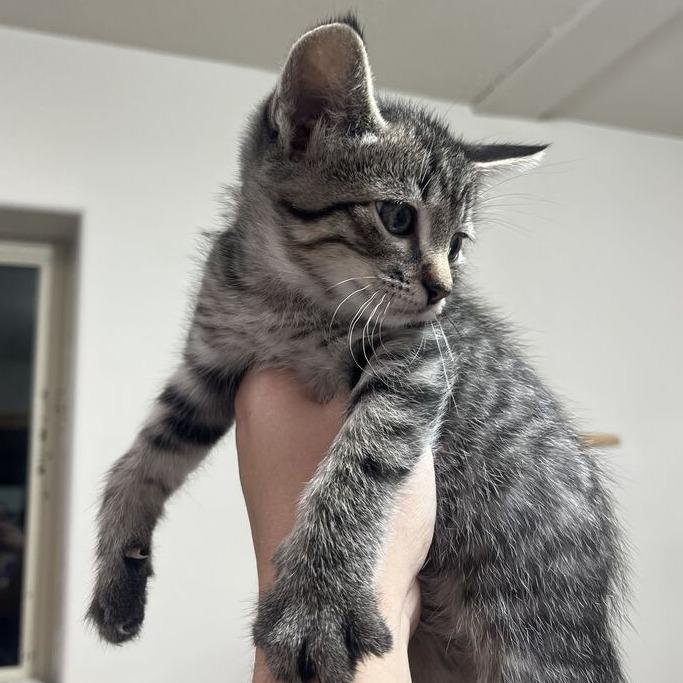 Critter, Adoptable, Kitten Male Domestic Short Hair.