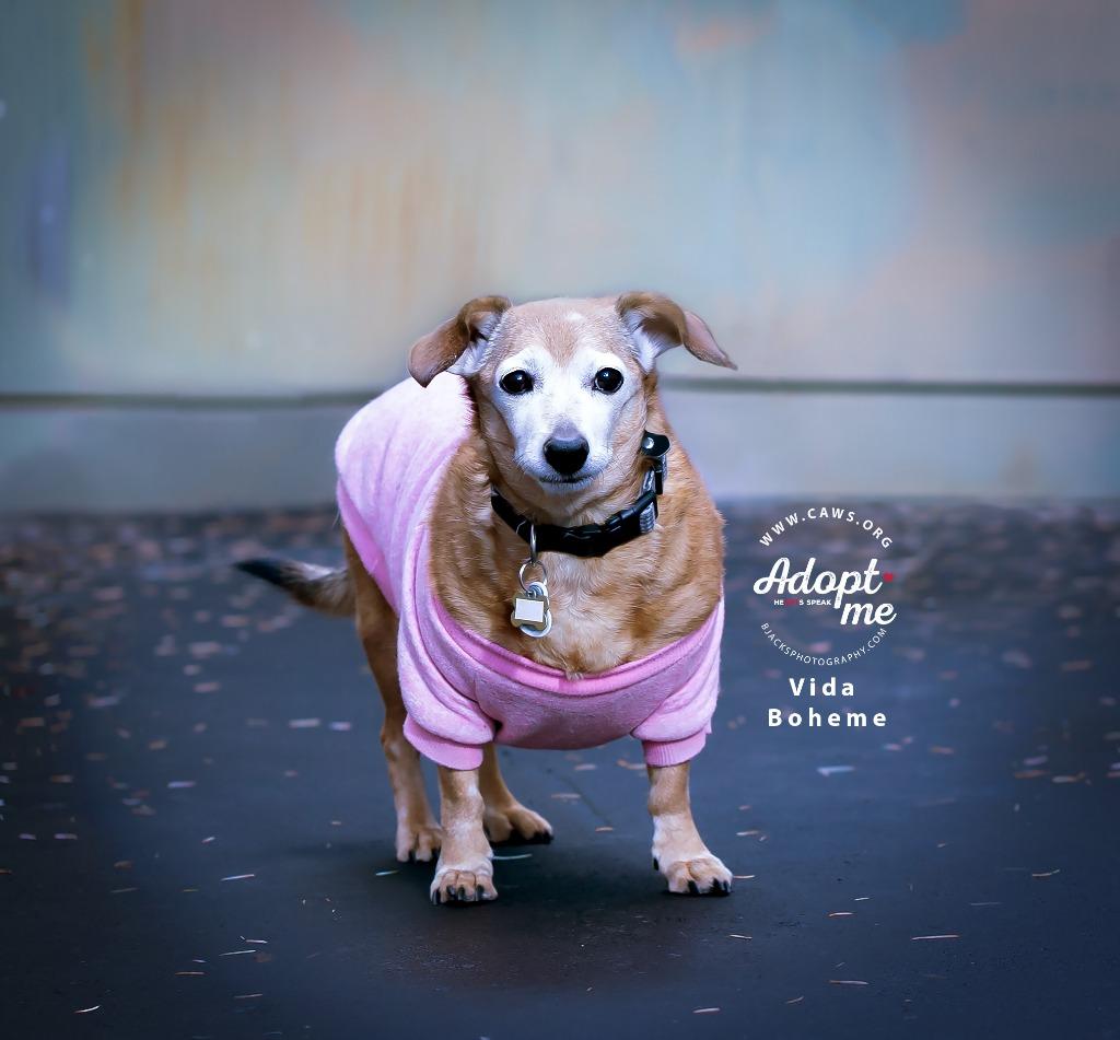 Enlarge Vida Boheme, a Adoptable mixed breed in Salt Lake City, UT image 3/6