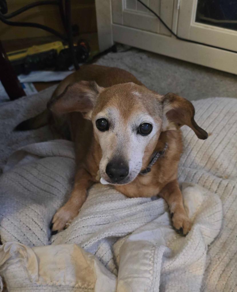 Enlarge Vida Boheme, a Adoptable mixed breed in Salt Lake City, UT image 4/6