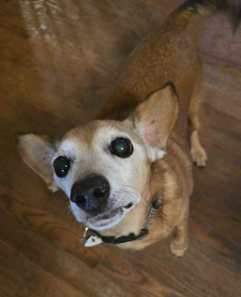 Enlarge Vida Boheme, a Adoptable mixed breed in Salt Lake City, UT image 5/6