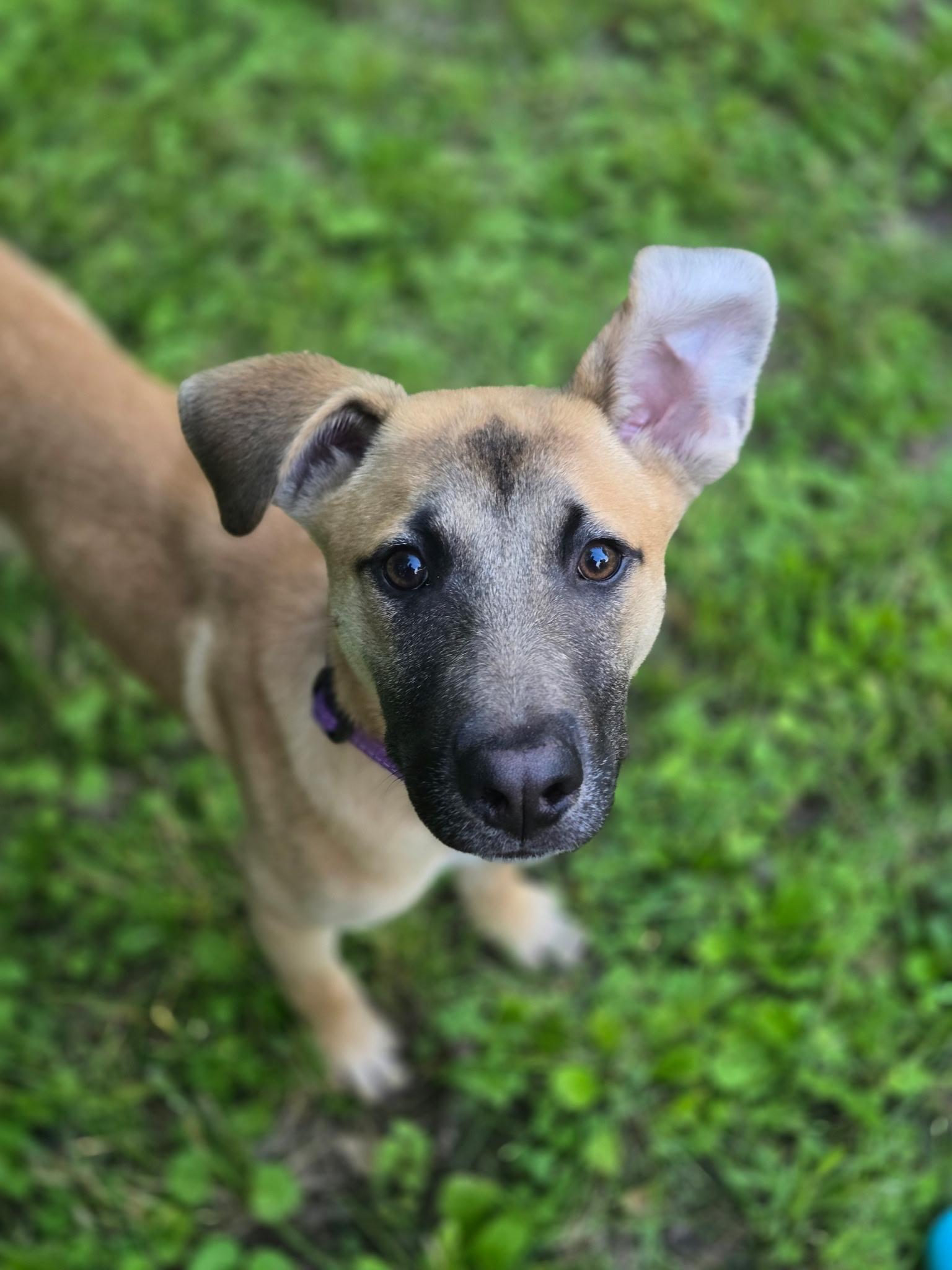Cooper, Young Male Shepherd