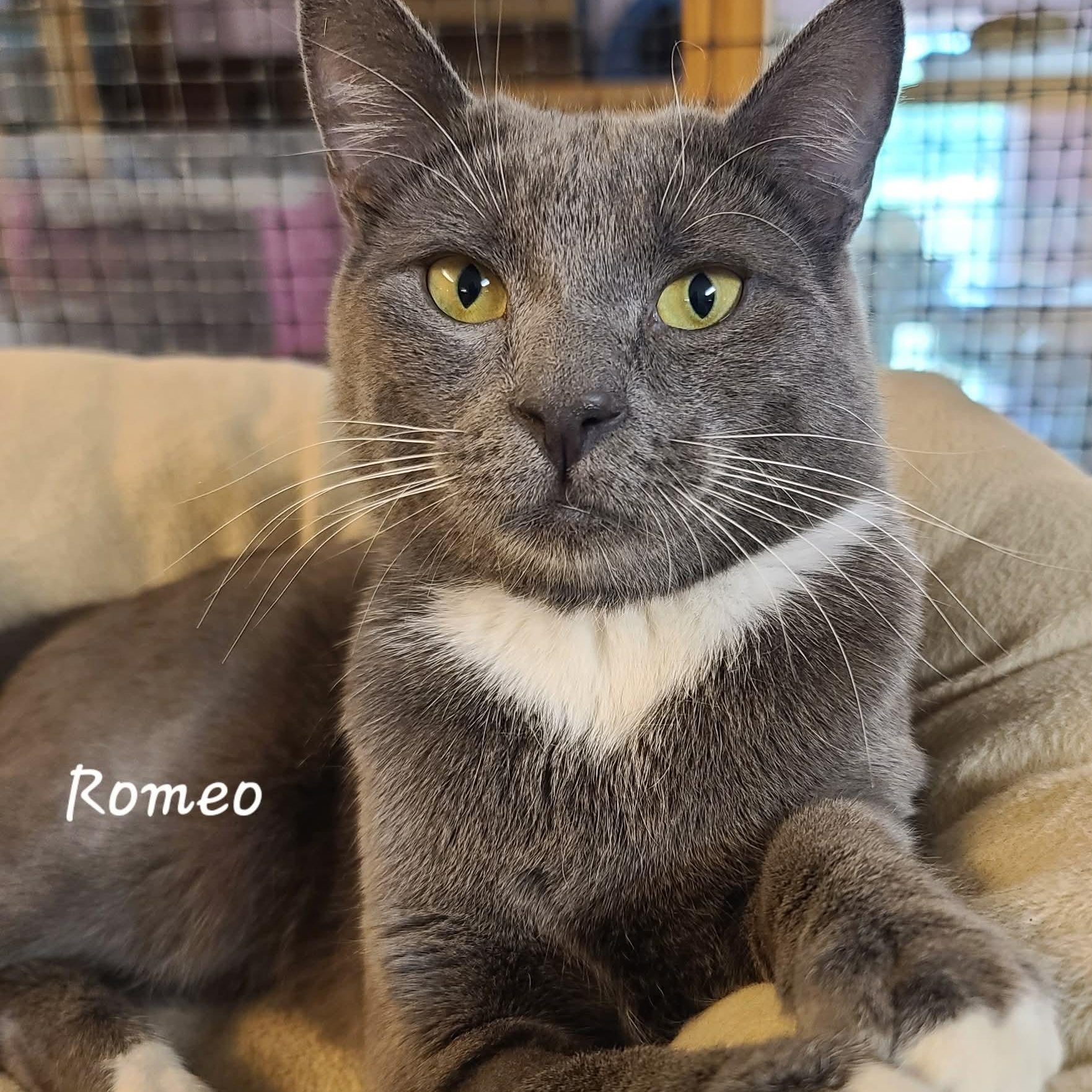 Romeo
