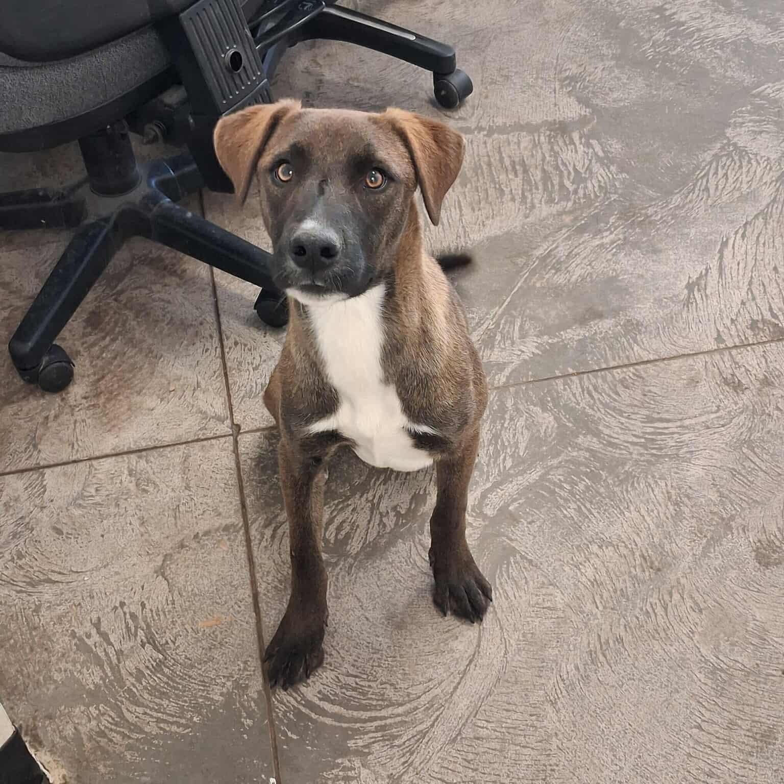 Oakley