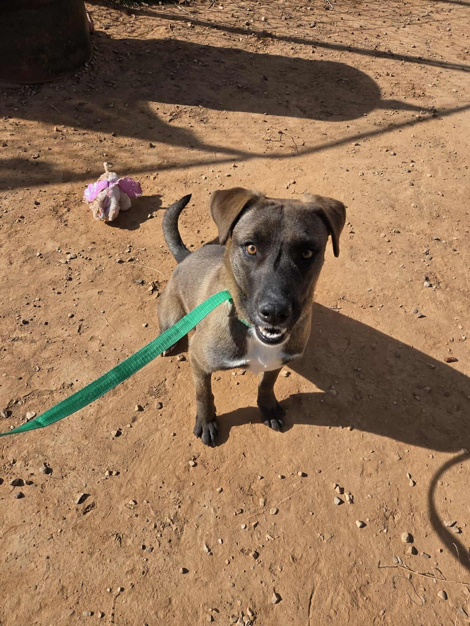 Oakley, Adoptable, Adult Female Labrador Retriever.