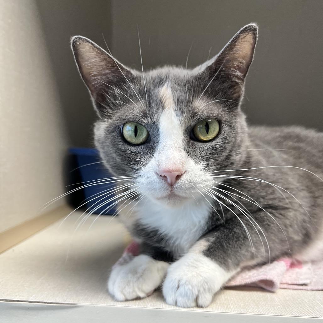 Enlarge Sweetie, a Adoptable mixed breed in Monticello, IA image 1/2