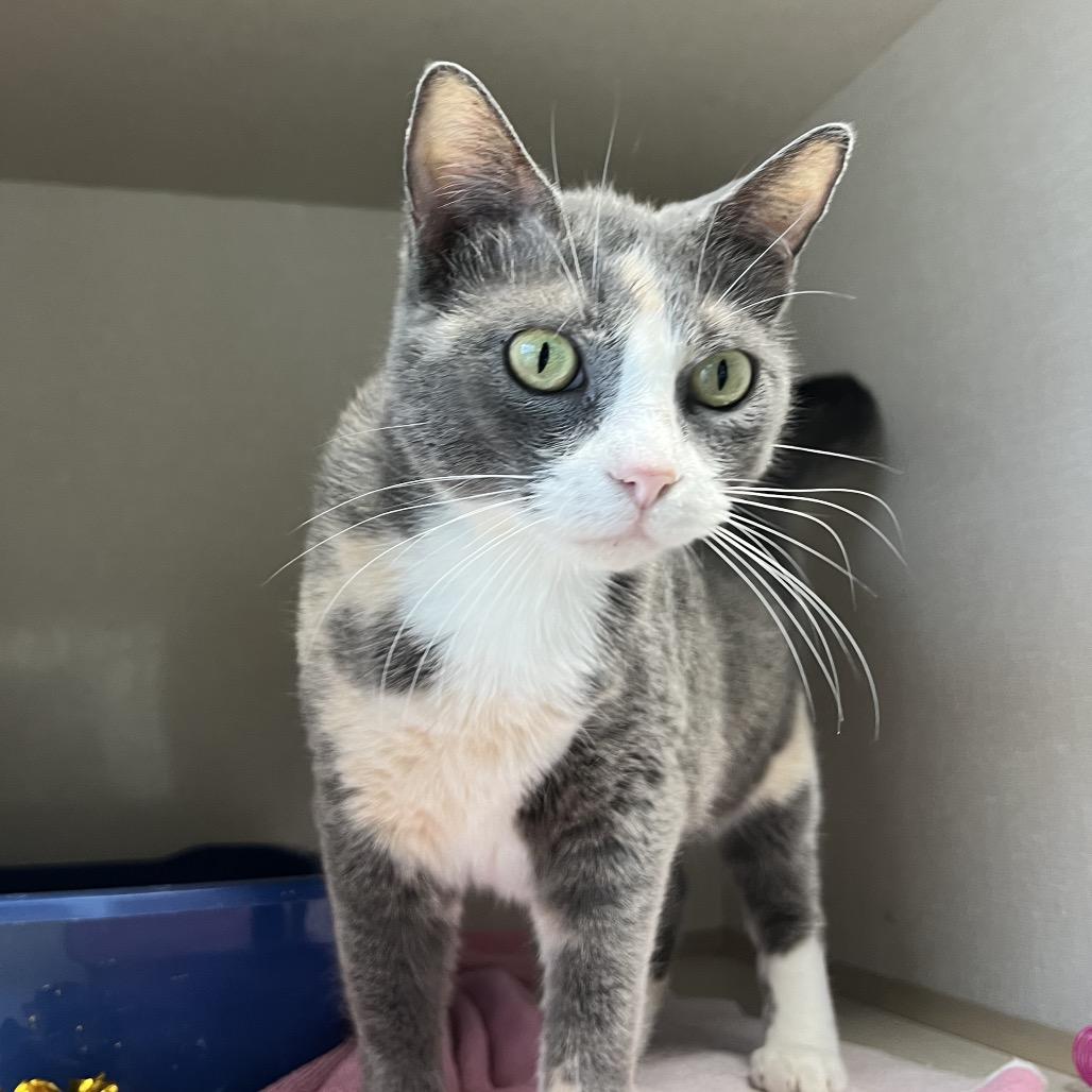 Enlarge Sweetie, a Adoptable mixed breed in Monticello, IA image 2/2