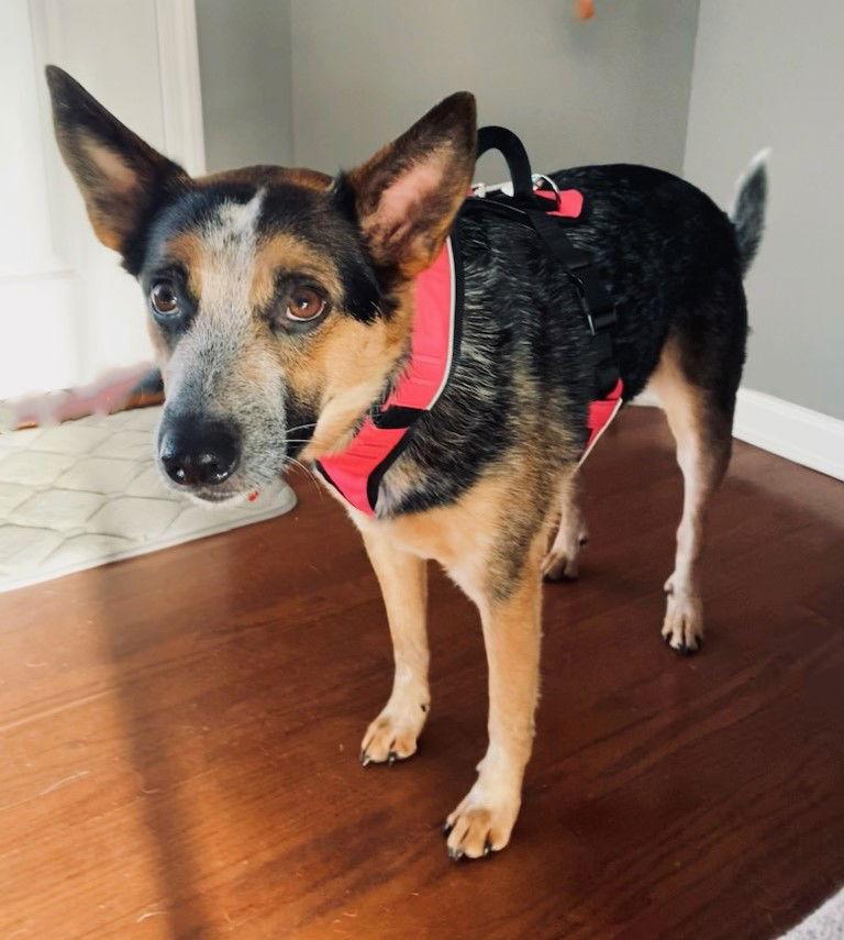 Enlarge WILLOW WHISPER, a Adopted Australian Cattle Dog / Blue Heeler in Franklin, TN image 1/2