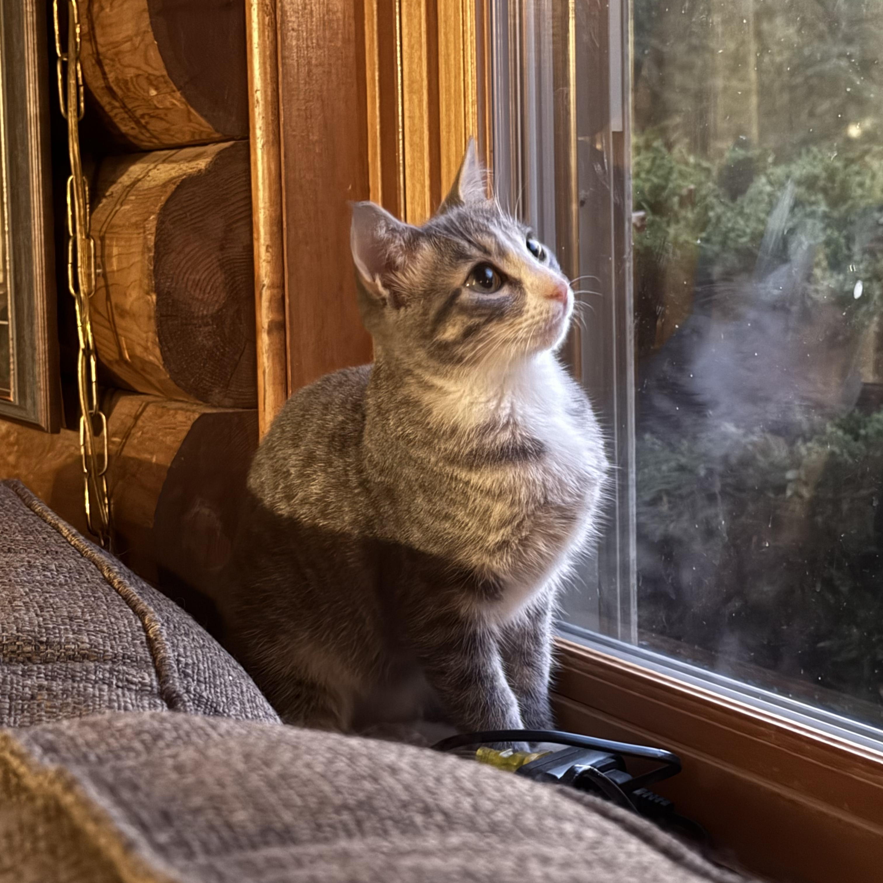 Summer, a Adoptable Domestic Short Hair in West Jefferson, OH image 6/6