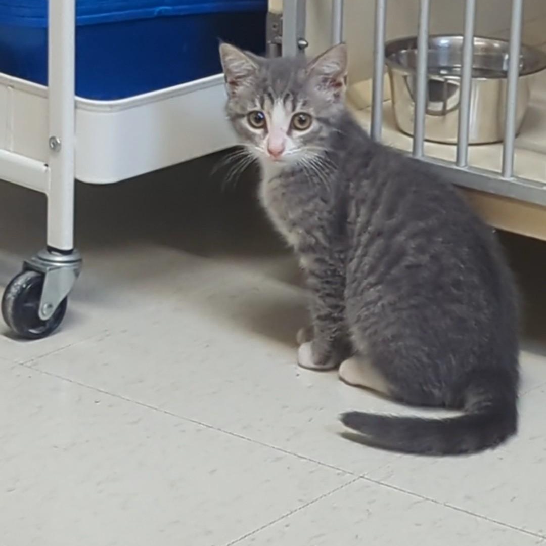 Summer, a Adoptable Domestic Short Hair in West Jefferson, OH image 3/6