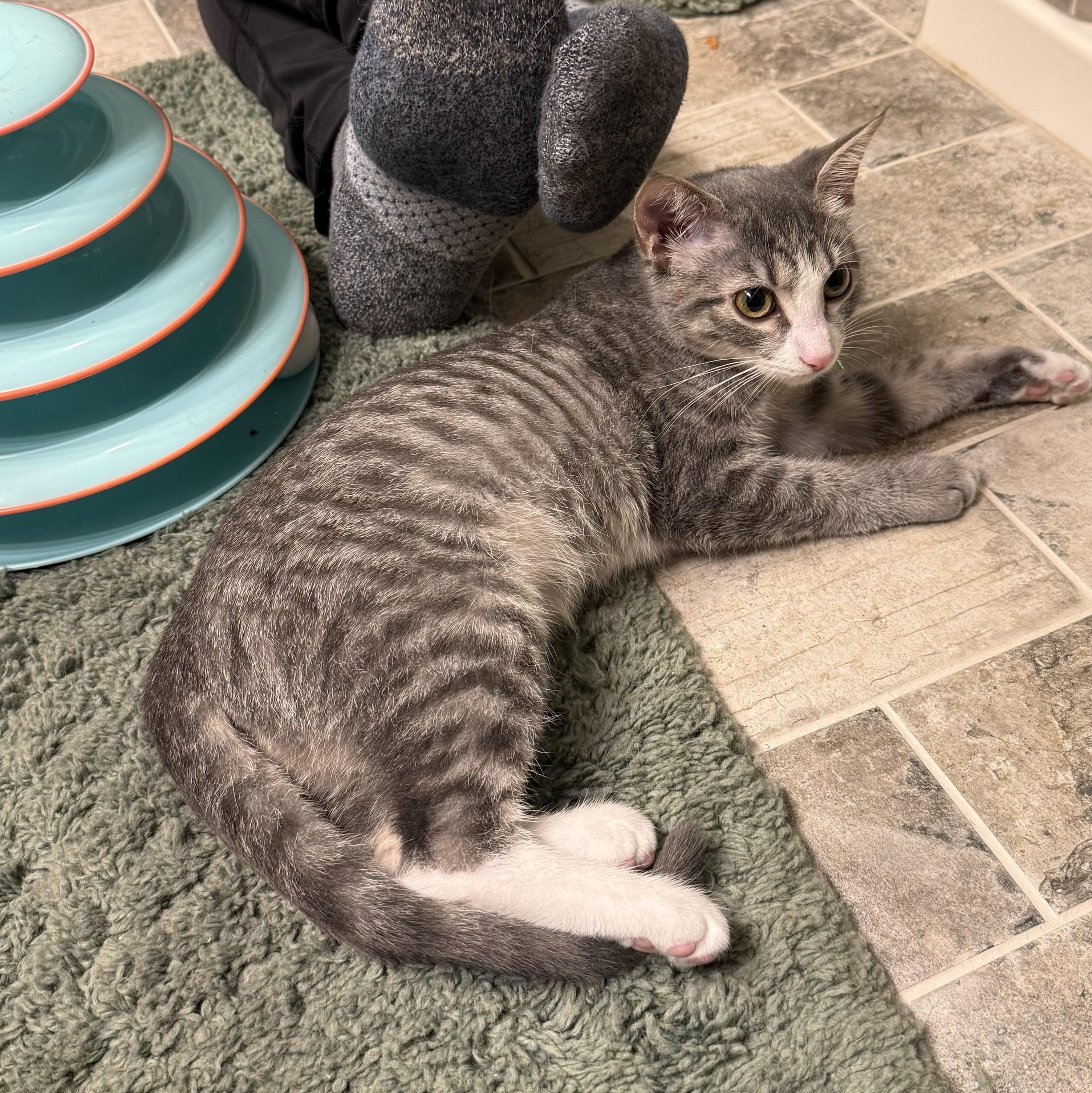 Summer, a Adoptable Domestic Short Hair in West Jefferson, OH image 1/6