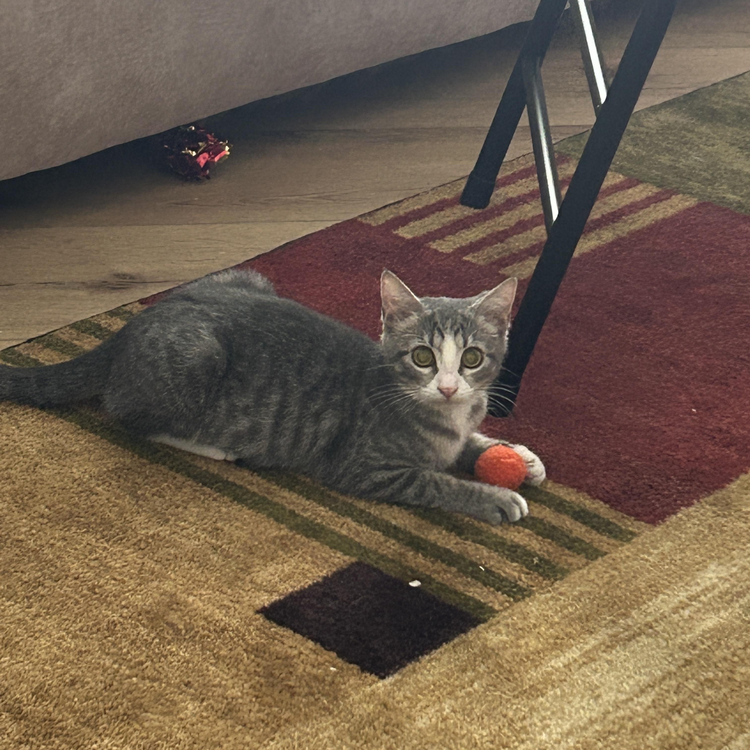 Summer, a Adoptable Domestic Short Hair in West Jefferson, OH image 2/6