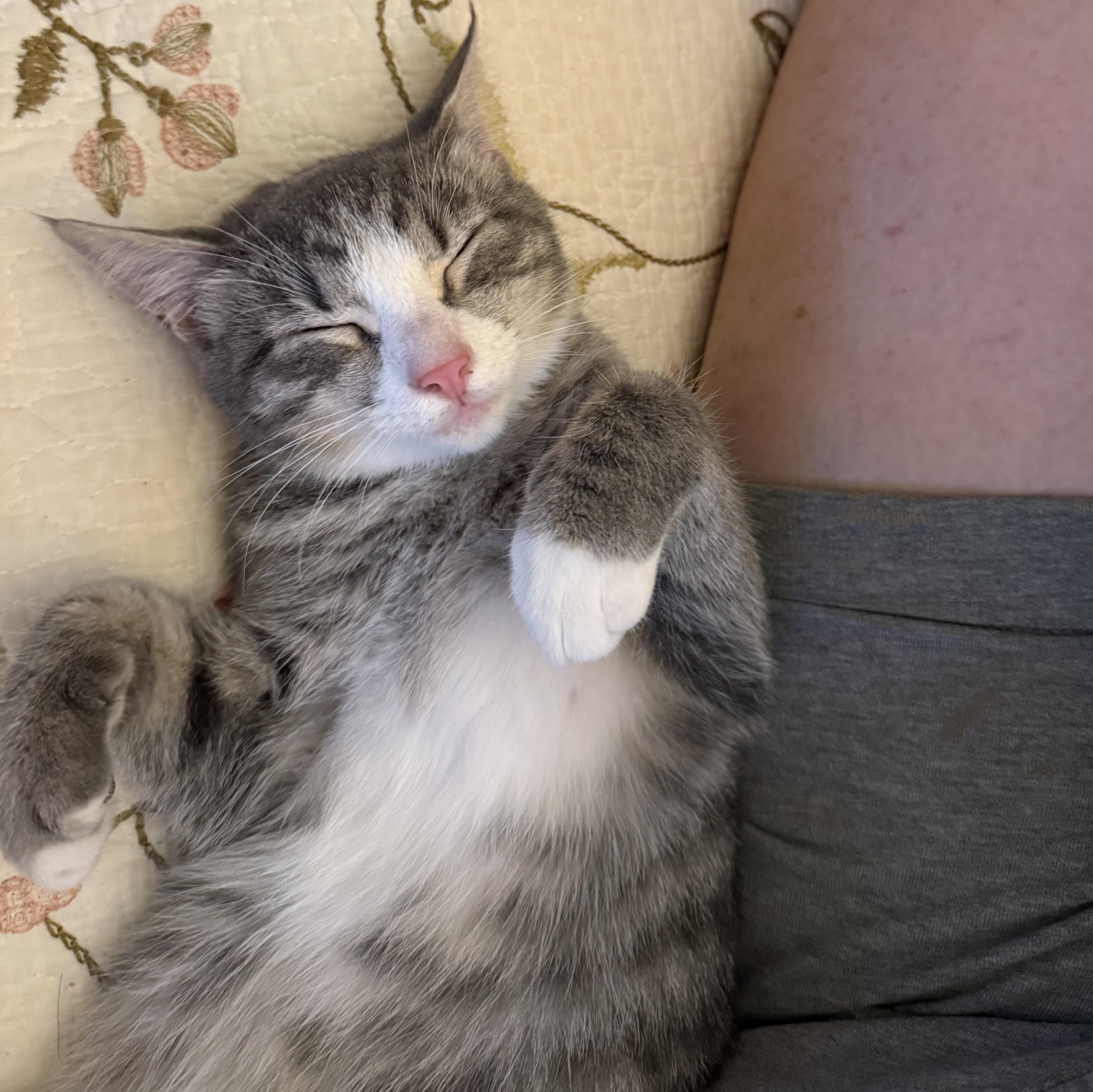 Summer, a Adoptable Domestic Short Hair in West Jefferson, OH image 5/6