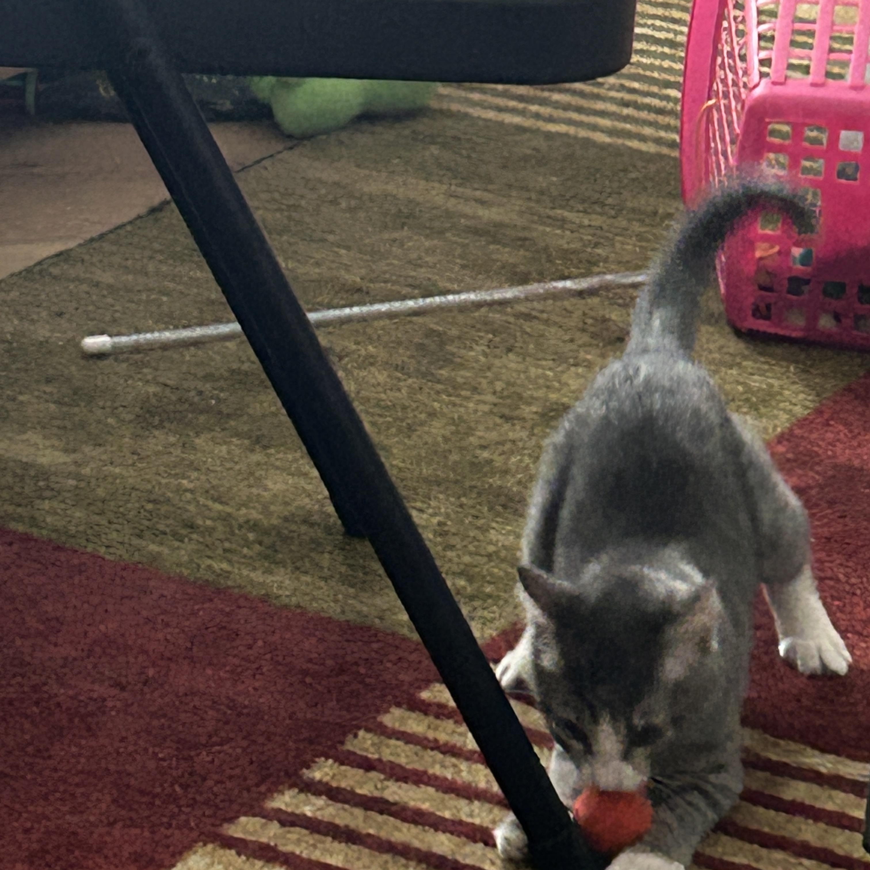 Summer - In  Foster