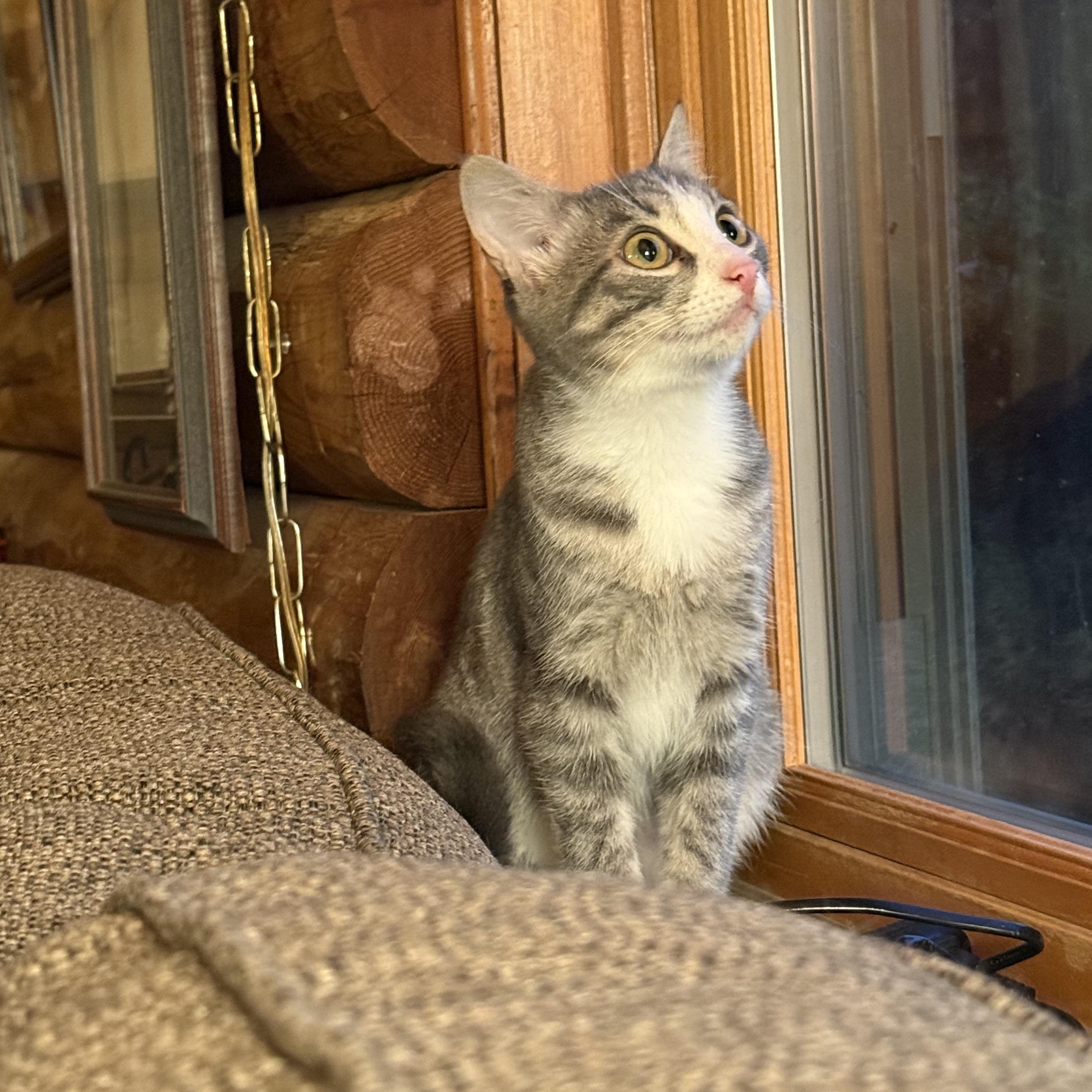 Summer, a Adoptable Domestic Short Hair in West Jefferson, OH image 4/6