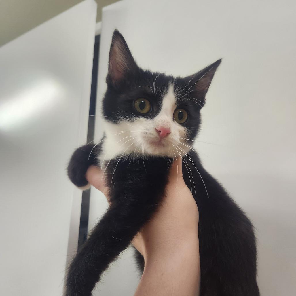 Professor Utonium, Adoptable, Kitten Male Domestic Short Hair.