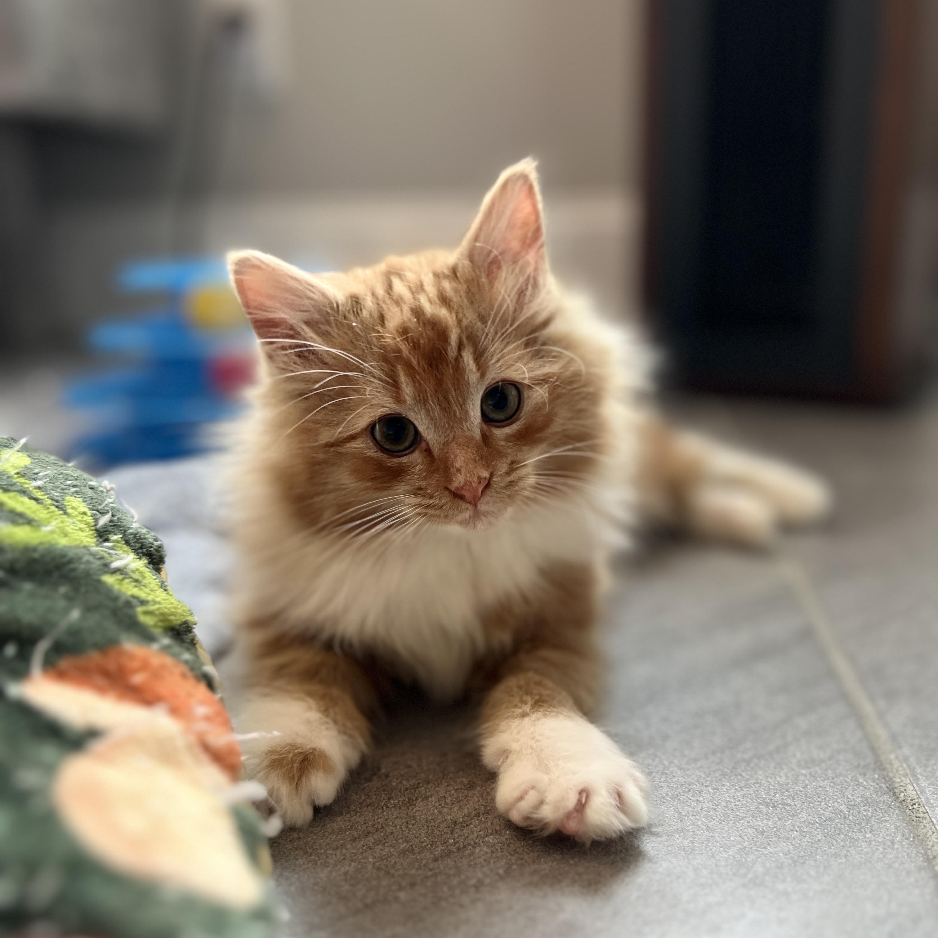 Biscuits, adopted, Kitten Male Domestic Long Hair.