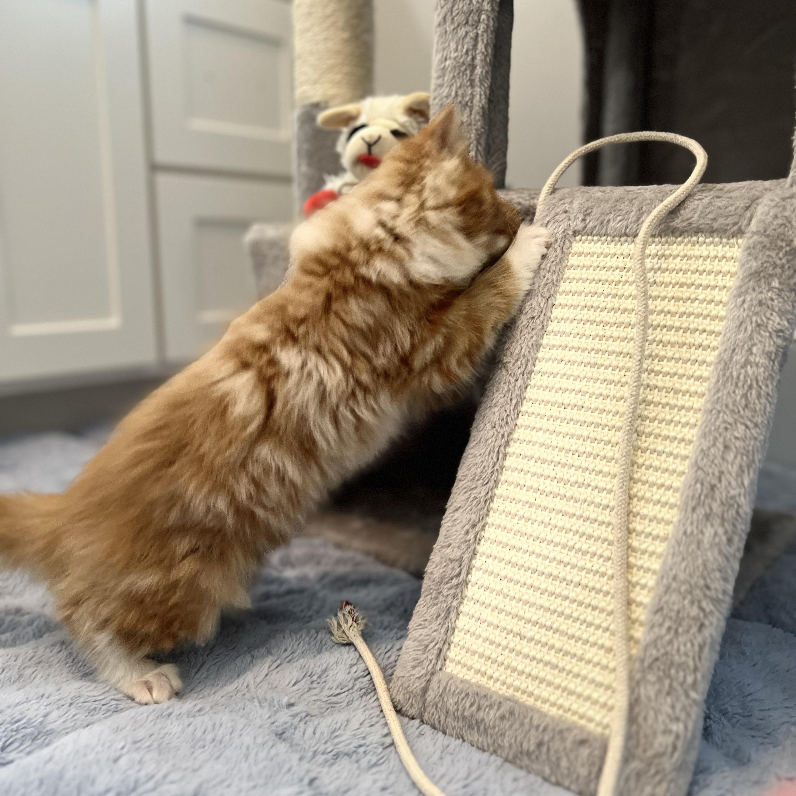 Enlarge Biscuits, an adopted Domestic Long Hair in New Bern, NC image 2/4