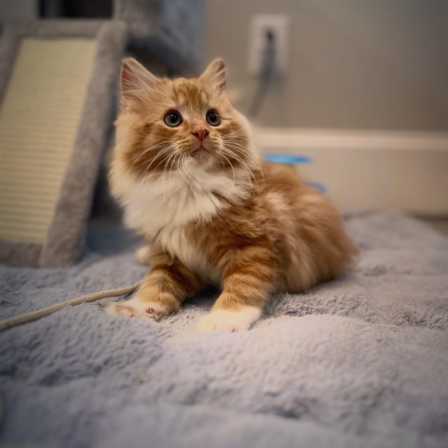 Enlarge Biscuits, an adopted Domestic Long Hair in New Bern, NC image 4/4