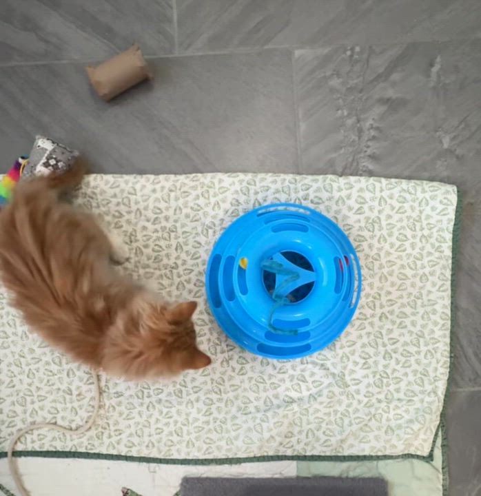 Enlarge Biscuits, an adopted Domestic Long Hair in New Bern, NC video 3/4
