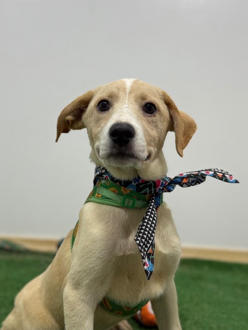 Buzz, an adoptable Carolina Dog & Spaniel Mix in Concord, CA_image-1